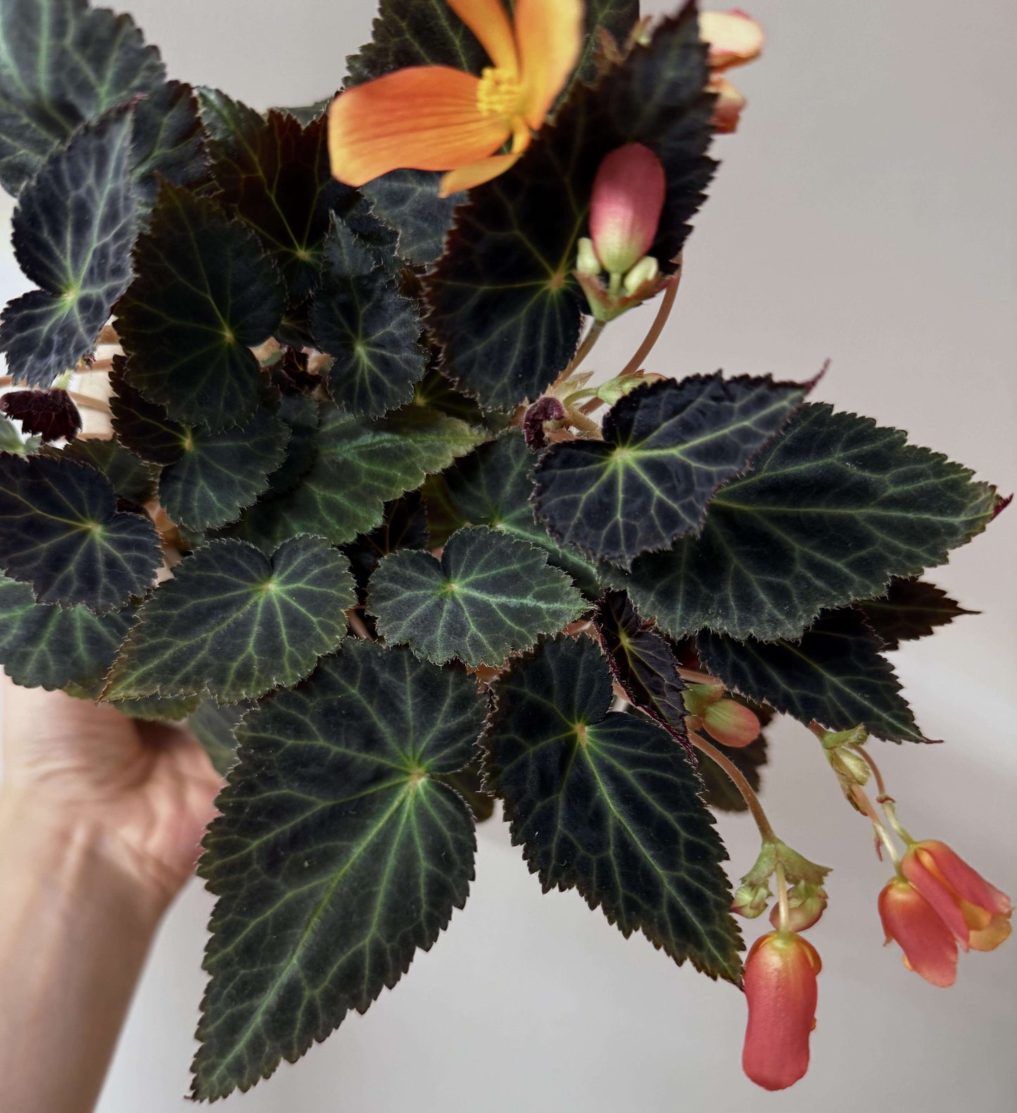 Begonia pearcei is a stunning tuberous begonia species native to the Andes Mountains of Bolivia. First introduced to Europe in 1864 by botanist Richard Pearce, it has since played a significant role in the development of modern begonia varieties. This begonia is celebrated for its striking foliage and bright yellow flowers, making it a must-have for collectors and plant enthusiasts.