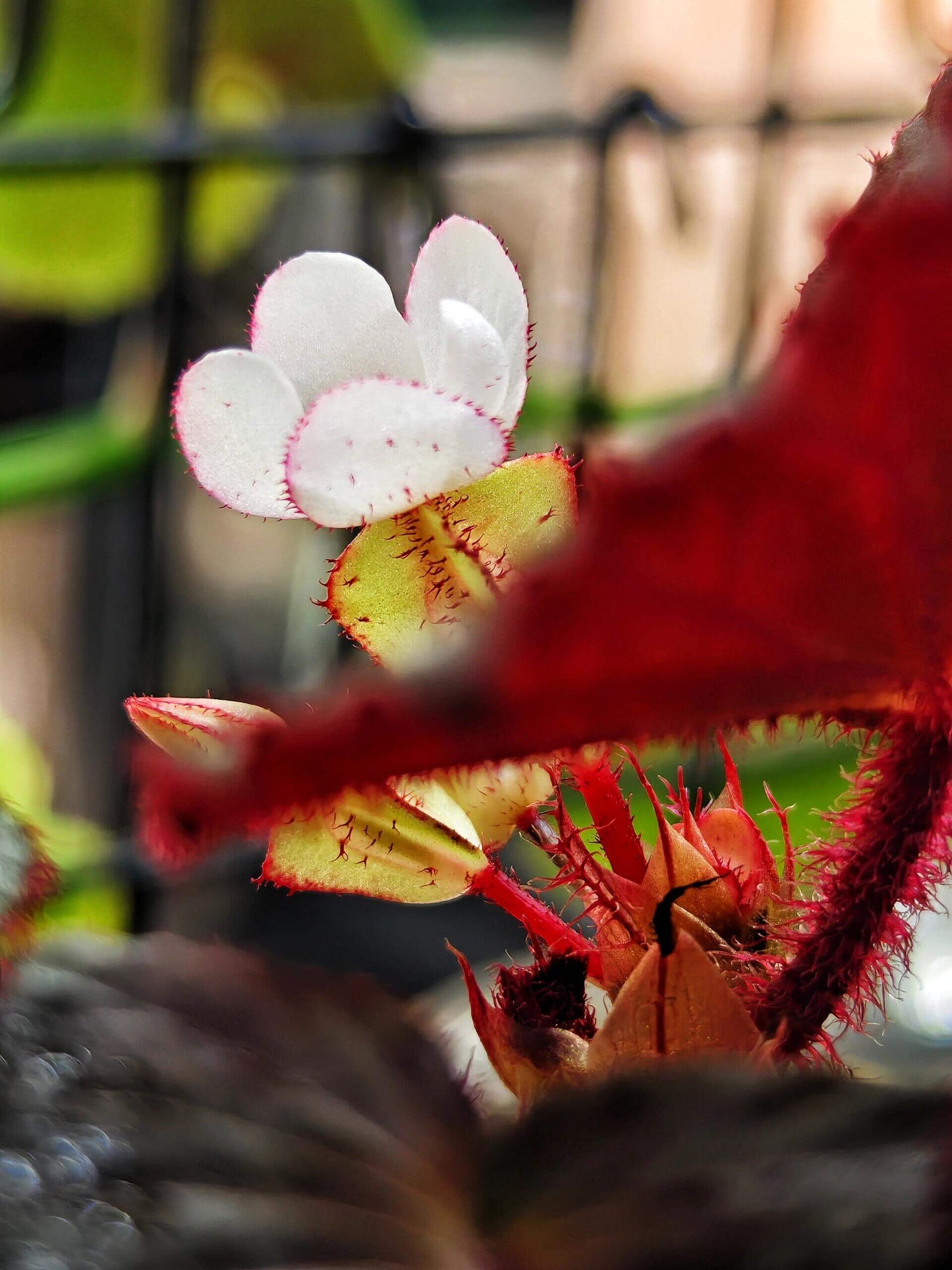 Begonia Aketajawensis Dark Form is one of the three stunning Begonia Aketajawensis, a rare and highly coveted species native to the Molucca Islands of Indonesia. This species is known for its dark, velvety leaves that exhibit a unique muscular texture. The leaves have a pronounced velvet-like surface, and as the light shifts, they reveal different hues that change with the viewing angle. Under low light conditions, the leaves take on a fascinating bluish reflection, adding to the plant’s captivating beauty.