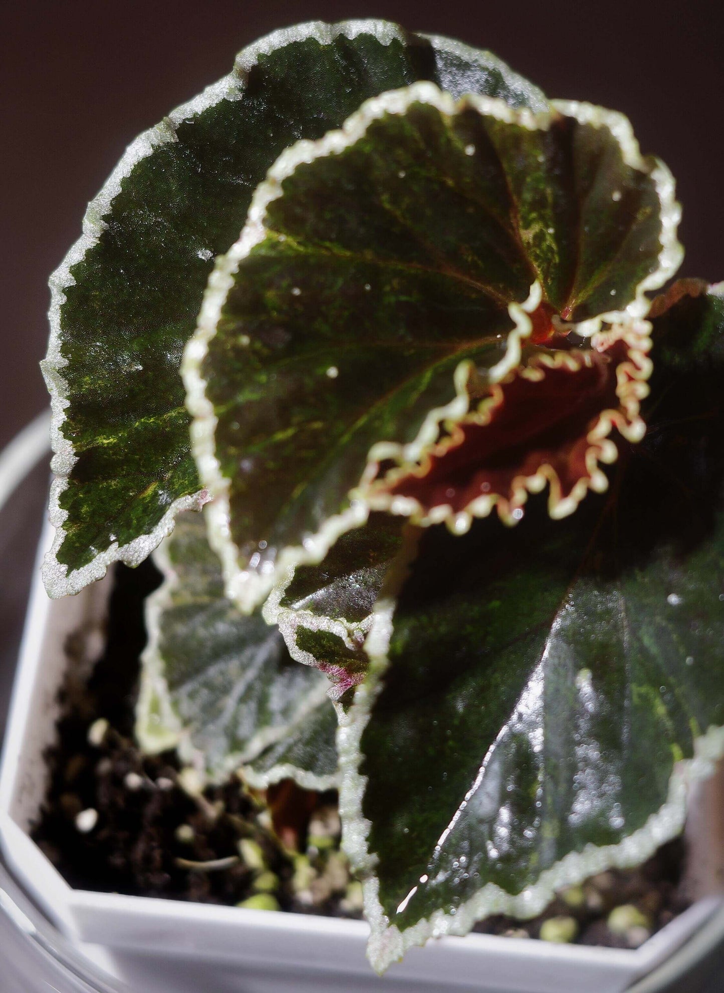 Begonia darthvaderiana, also known as the "Darth Vader Begonia," is a striking and rare species native to Borneo. Known for its unique dark foliage, this begonia features nearly black leaves with vibrant lime green edges, giving it a bold, dramatic look. Discovered in 2013, the plant’s eye-catching appearance is complemented by its vivid red flowers, making it an exceptional addition to any collection.