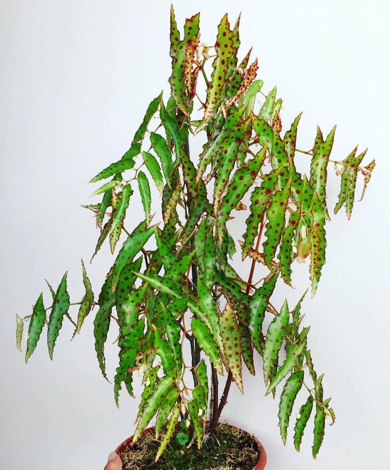 Begonia amphioxus is an extraordinary and striking species native to Borneo. Known for its bushy growth habit, this begonia features unique lance-shaped leaves that are pointed at both ends. The leaves are decorated with eye-catching maroon spots on a green background, making it a standout addition to any plant collection. Though its flowers are small and not particularly showy, they appear several times a year, contributing to the overall appeal of this plant.