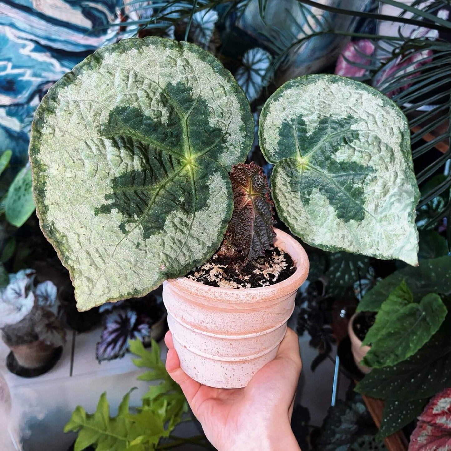Begonia lanternaria is a stunning rhizomatous begonia native to the humid forests of Guangxi (China) and Vietnam. This begonia is prized for its large, asymmetrical leaves that are pale green with a nearly silver hue, accented by a bold dark vein running through them. The green, slightly hairy stems and small white to pale pink flowers further add to its charm. This plant thrives in its natural habitat on limestone rocks and requires specific care to replicate those conditions.