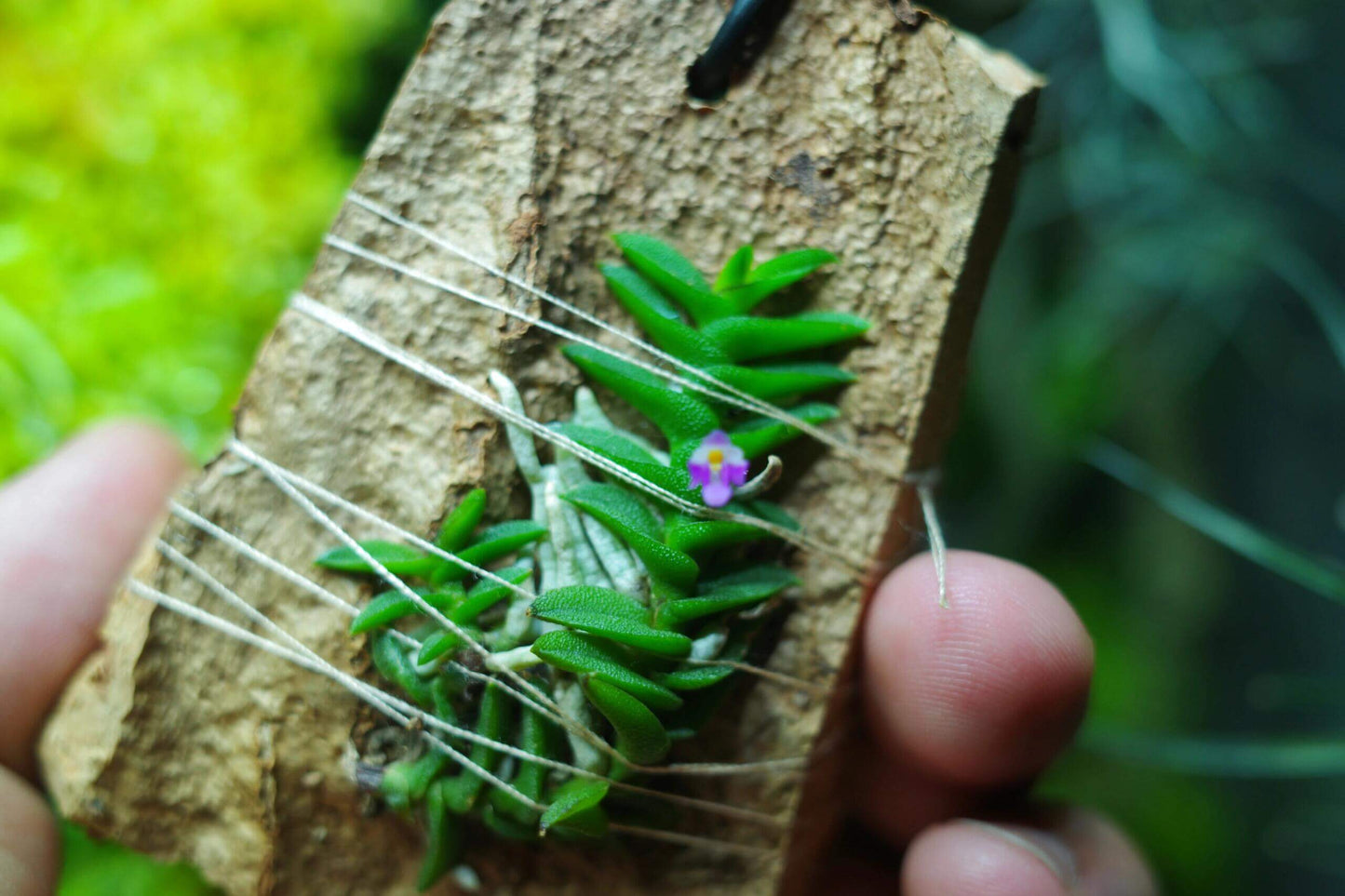 Schoenorchis scolopendria is a micro-miniature epiphytic orchid native to Vietnam, renowned for its unique, centipede-like foliage and vibrant pink flowers. This species is a favorite among orchid enthusiasts and terrarium growers due to its compact size and distinctive appearance.