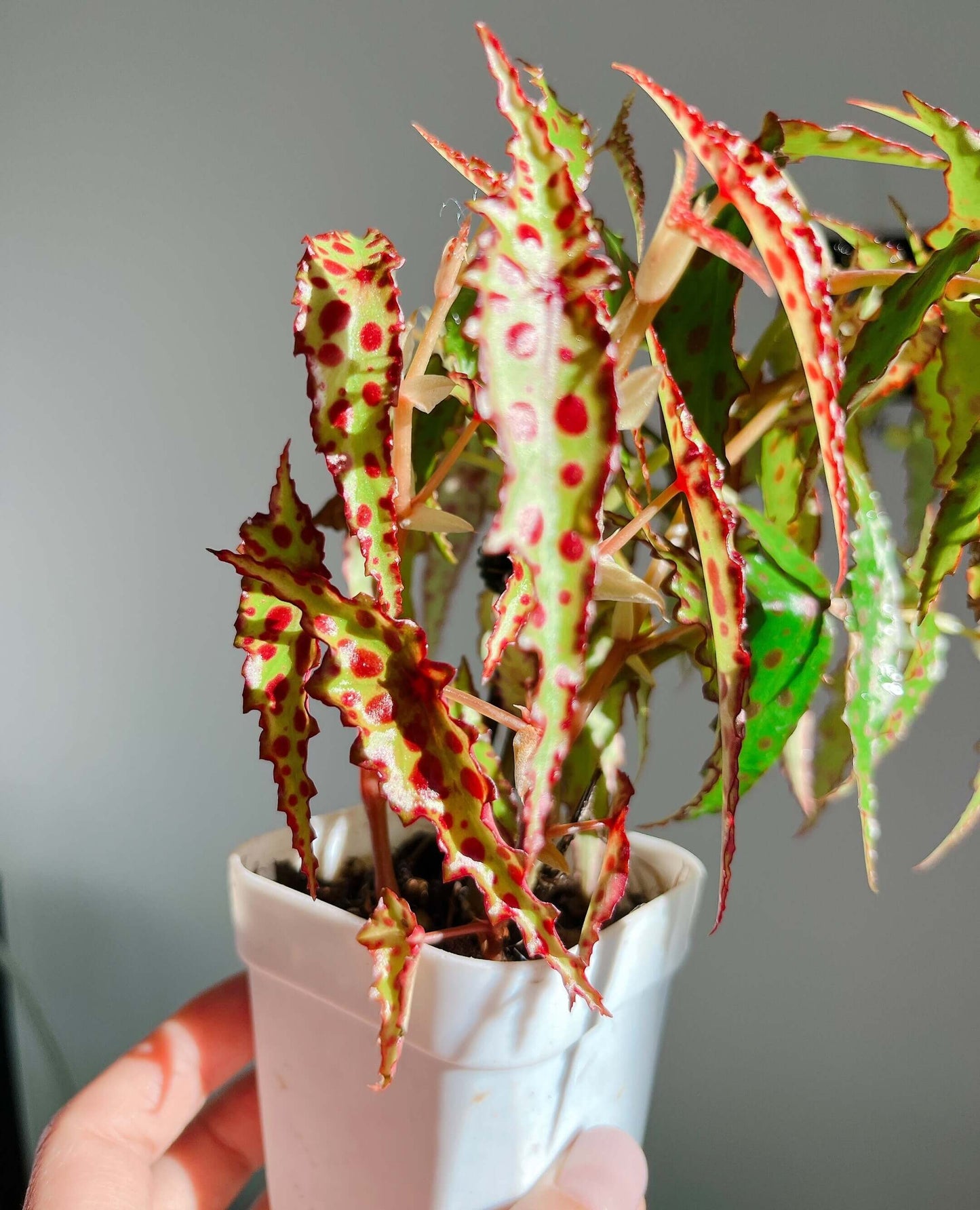 Begonia amphioxus is an extraordinary and striking species native to Borneo. Known for its bushy growth habit, this begonia features unique lance-shaped leaves that are pointed at both ends. The leaves are decorated with eye-catching maroon spots on a green background, making it a standout addition to any plant collection. Though its flowers are small and not particularly showy, they appear several times a year, contributing to the overall appeal of this plant.