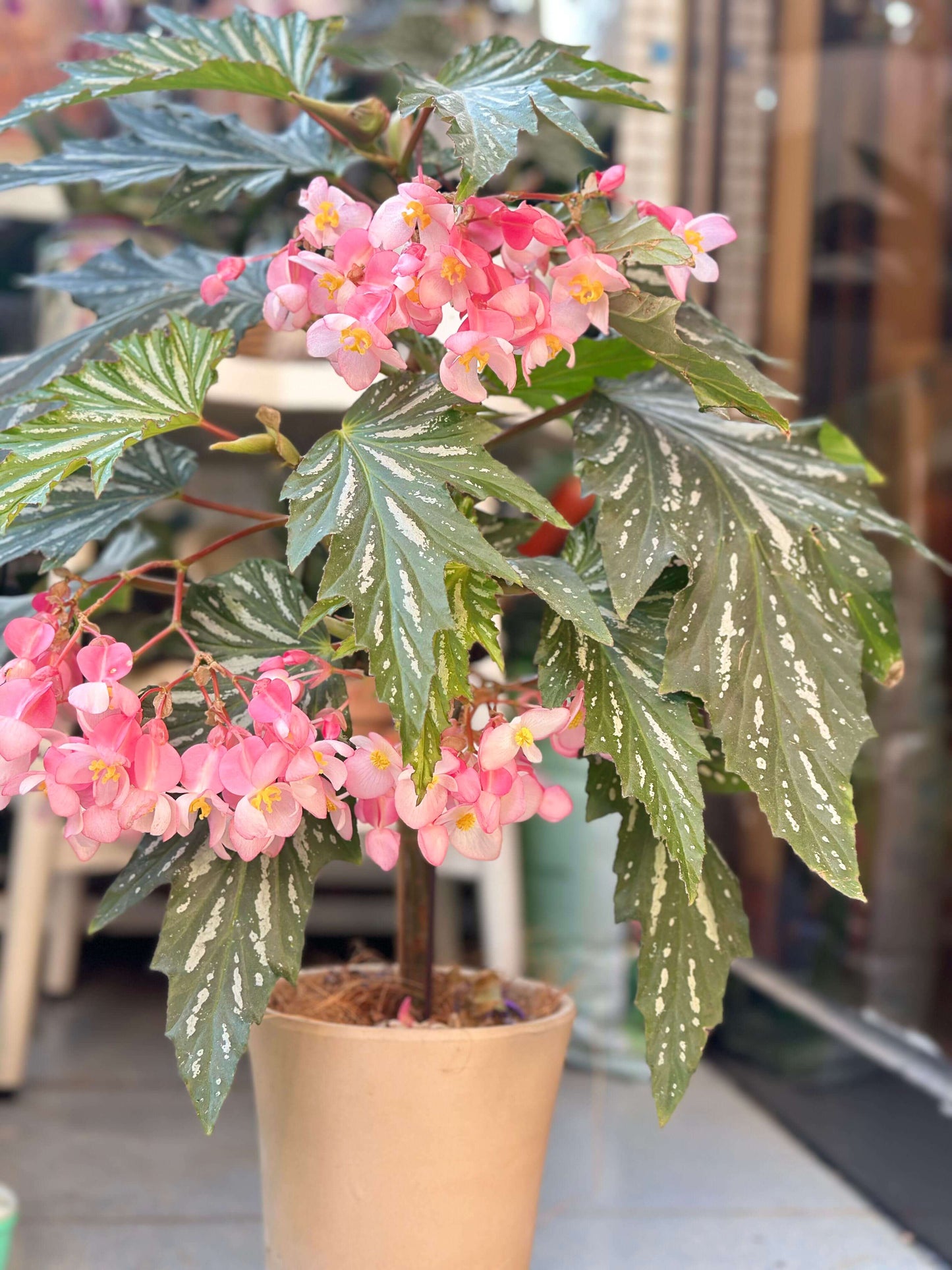 Begonia ‘Sophie Cecile’ (also known as ‘Sophia’ in some contexts) is a striking cane-stem or “angel wing” begonia cultivar first created by hybridizer Belva Nelson Kusler in 1961, via a cross between Begonia ‘Lenore Olivier’ and Begonia aconitifolia.