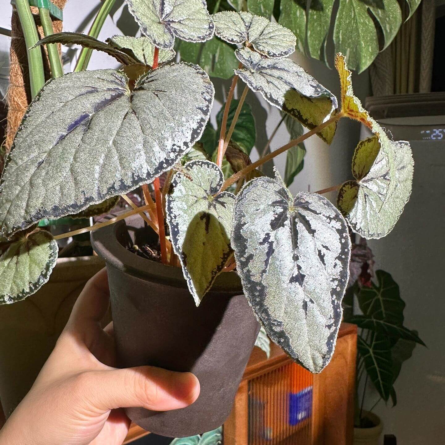 The Begonia dinhdui silver form is a rhizomatous species native to southern Vietnam. Compared to the standard Begonia dinhdui, its leaves are broader and feature a striking silver color instead of green. The leaves are adorned with a wide black band along the margin, around the point where the petiole attaches, and running along the main vein in the center, creating a unique and stunning appearance.