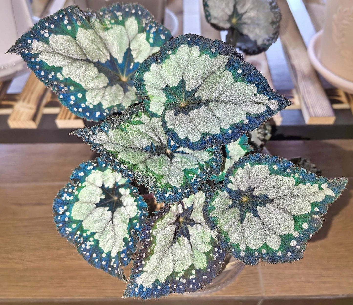 Begonia ‘Dolce Vita’ is a stunning hybrid begonia created by Ukrainian hybridizer Елена Еникеева. It has striking, heart-shaped leaves with a gradient of colors ranging from deep olive green or burgundy to silvery or metallic tones, which shift subtly with different angles of light.