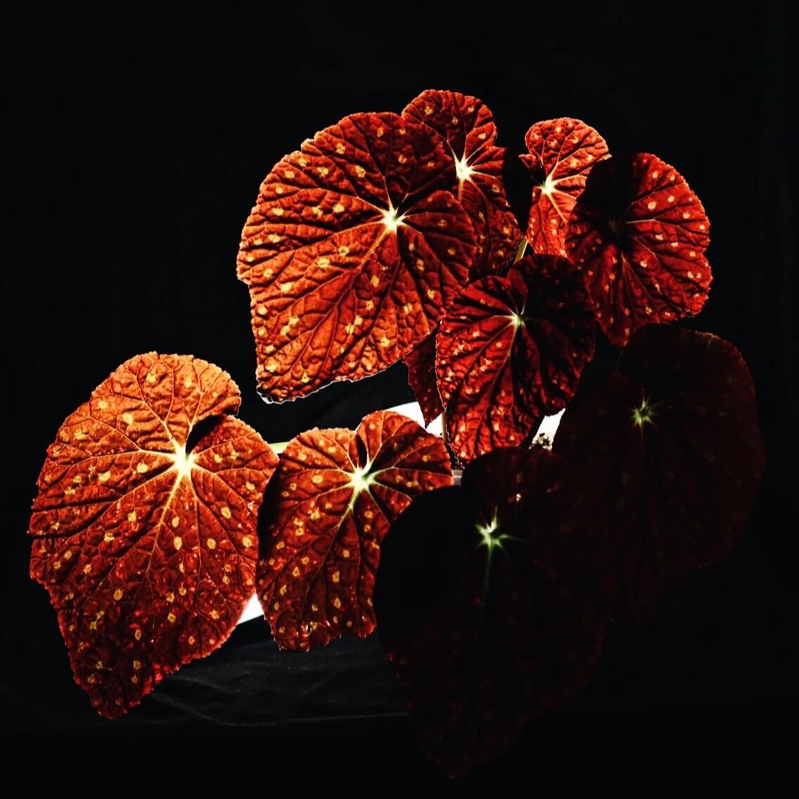Begonia erythrofolia is a captivating and rare species native to the Wenshan region of Yunnan, China. Known for its striking leaf colors and texture, this begonia offers a dynamic visual experience, changing color based on environmental conditions. Its dramatic crimson undersides and elegant, ovate leaves make it a must-have for plant collectors and enthusiasts looking for something unique.