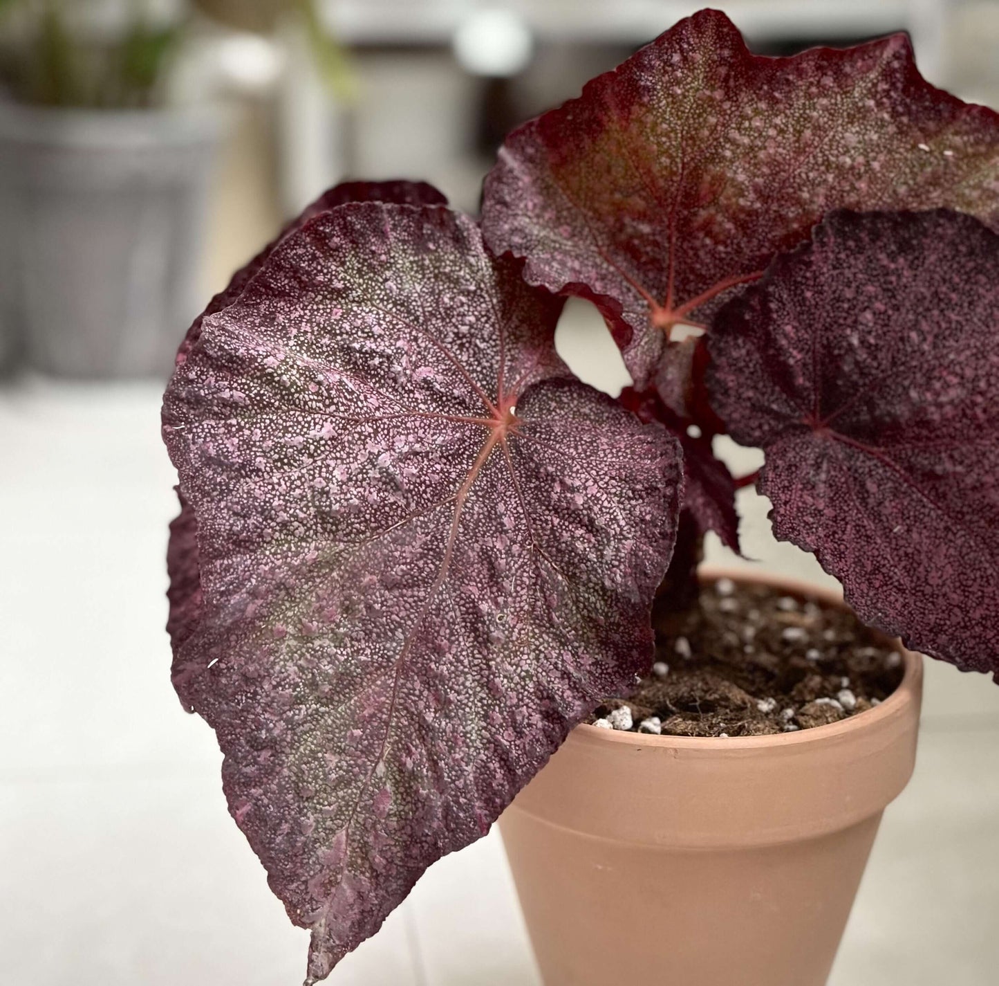 Begonia Raspberry – A stunning, compact Rex Begonia variety with striking elongated, oval-shaped leaves adorned with raspberry-like spots. This variety is a true gem for collectors and plant enthusiasts alike.