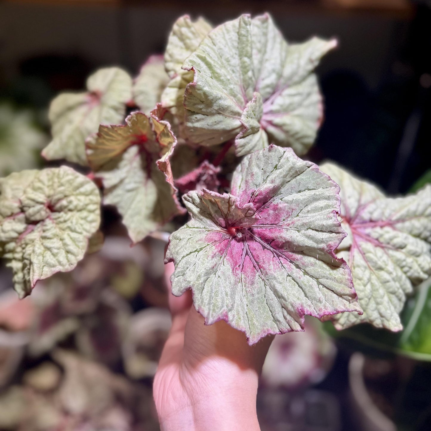 Begonia Vasilisa is a stunning ornamental begonia variety developed by the renowned Dimetris breeders. This begonia catches the eye with its large, satin-like leaves featuring a unique color pattern that adds elegance to any indoor space.