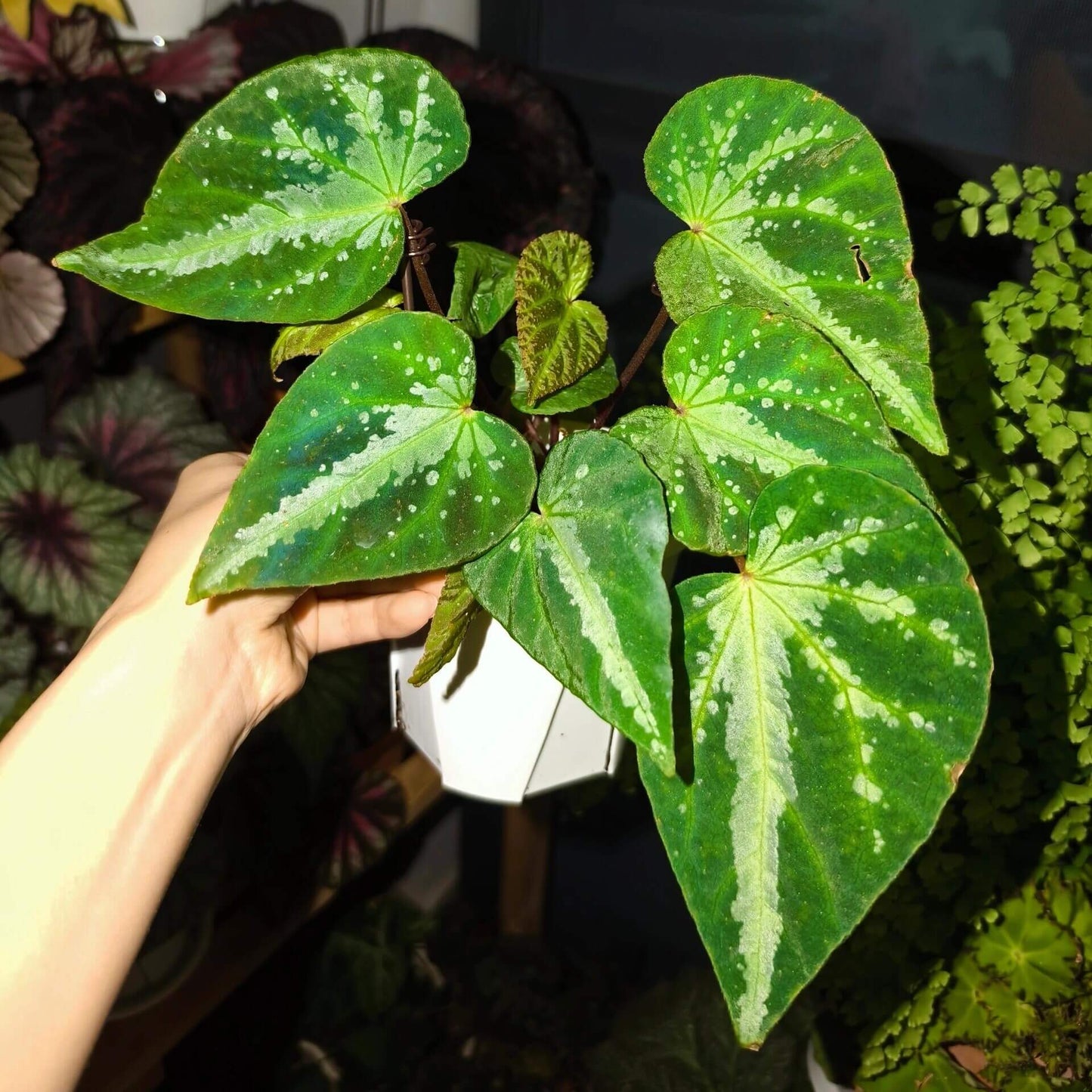 Comet Begonia (Begonia Species)Native to Guangxi, China, the Comet Begonia is a unique begonia variety known for its striking leaves covered in prominent white spots, resembling a comet streaking through the night sky. In low light conditions, the leaves may even take on a beautiful blue hue, adding to its captivating allure. The metallic sheen on its leaves gives it a dazzling effect under different lighting, making it a constantly changing beauty in your home.