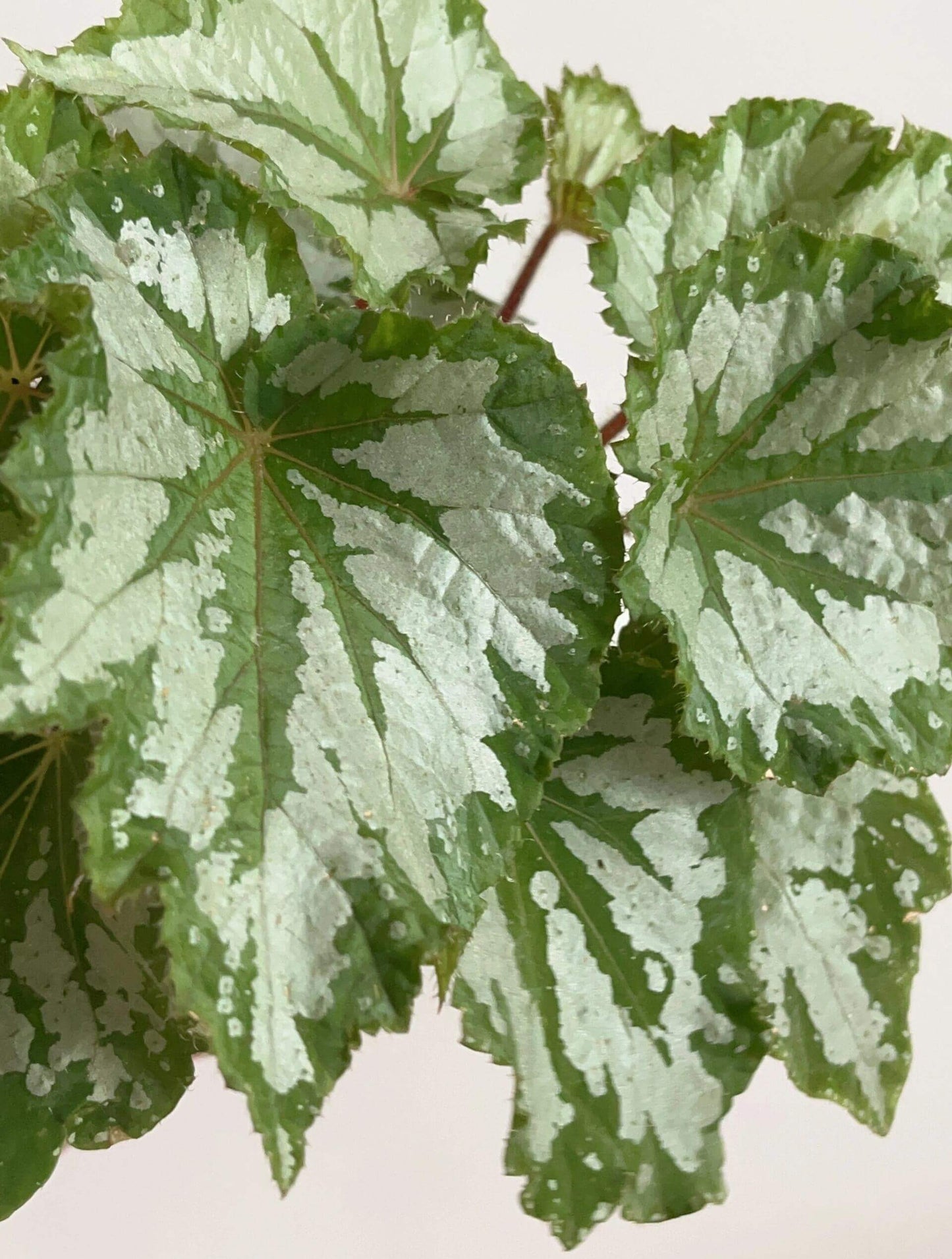 The Begonia Plant Bird boasts large, distinctive leaves with bold, eye-catching patterns. The leaves are a rich green with a notable silver-white sheen on the surface, creating a stunning contrast. The overall shape of the leaves resembles that of a rounded maple leaf. In low-light environments, the green parts of the leaves display a fluorescent reaction, adding a dynamic touch.