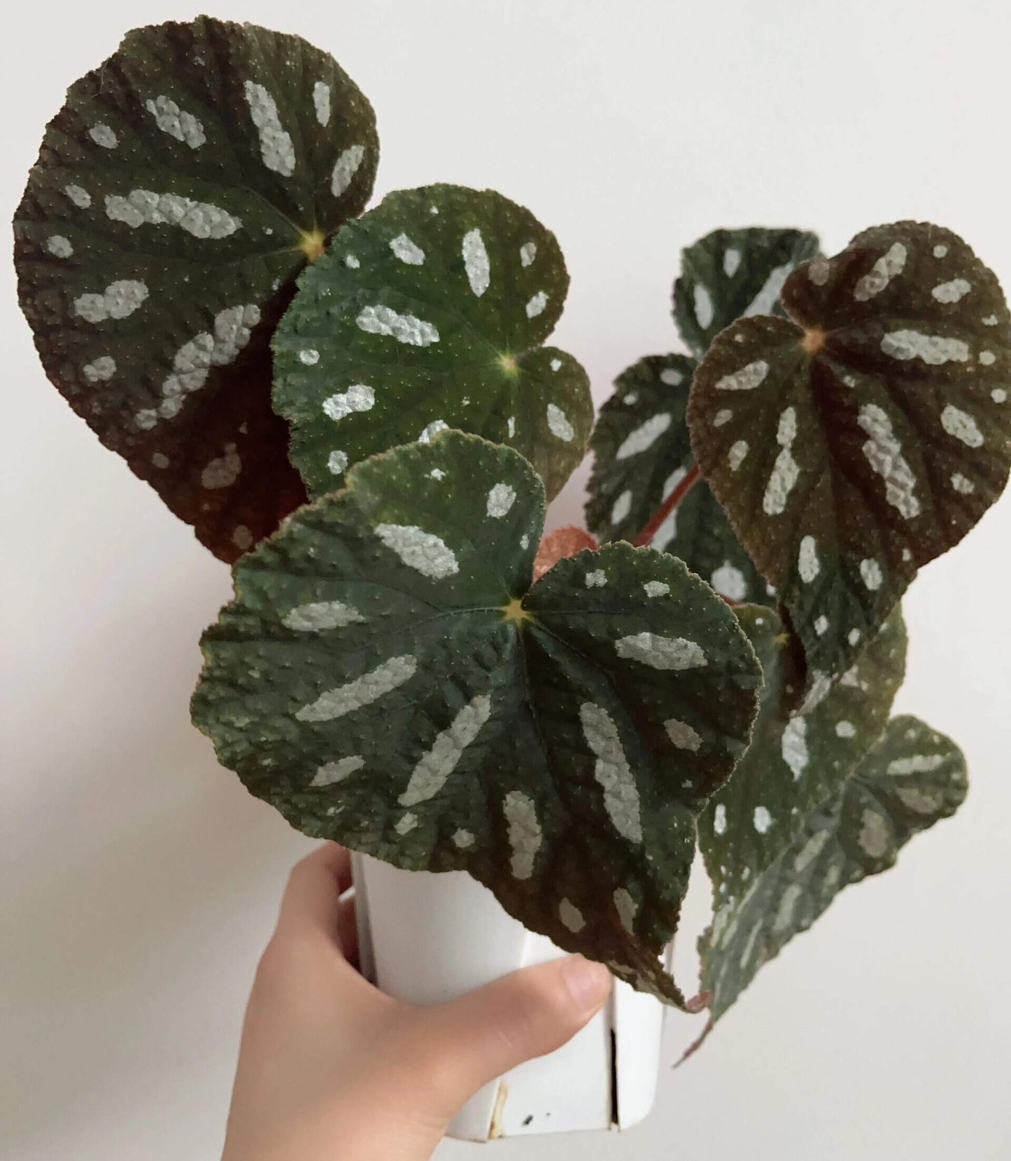 Begonia filiformis is a rare and fascinating Begonia species, native to the subtropical regions of Guangxi, China, and northern Vietnam. Known for its unique leaf patterns, featuring delicate white spots between the main veins, and its compact growth, this plant is perfect for collectors and those looking to add a distinctive touch to their indoor spaces.