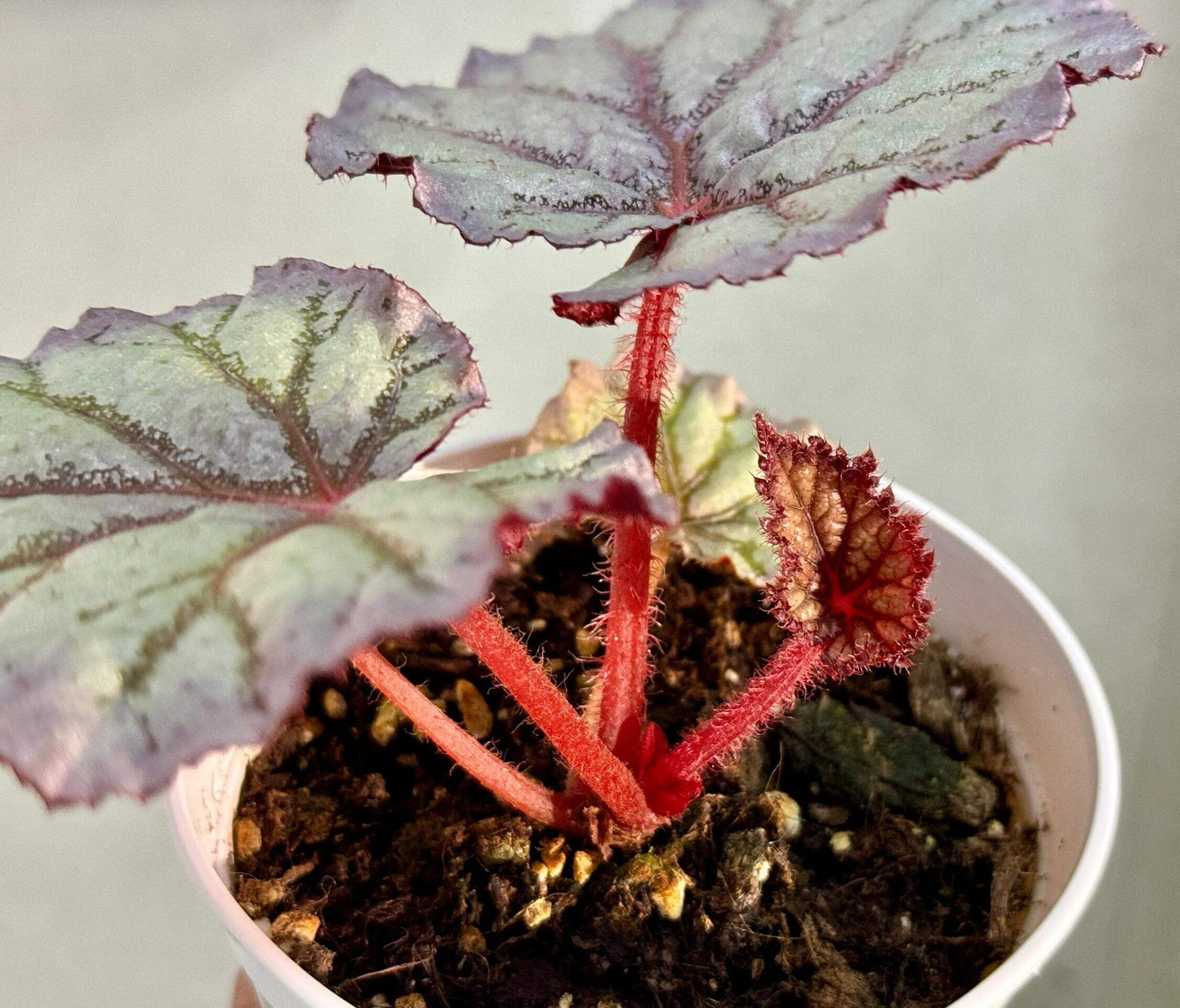 Begonia Chameleon is an exquisite hybrid begonia, renowned for its ever-changing foliage and vibrant spring blooms. With its easy-care nature, this plant is perfect for both novice and experienced plant enthusiasts.