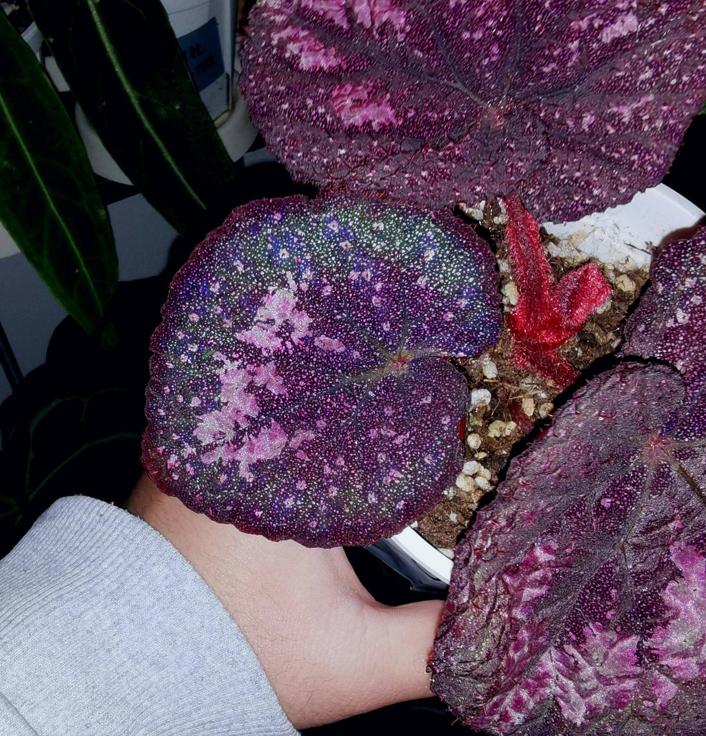 Begonia Antares – A stunning and unique variety of decorative-leaved Begonia, known for its large, spirally curling leaves and soft texture. This beautiful plant is perfect for collectors and those looking to add a touch of elegance to their home or garden.