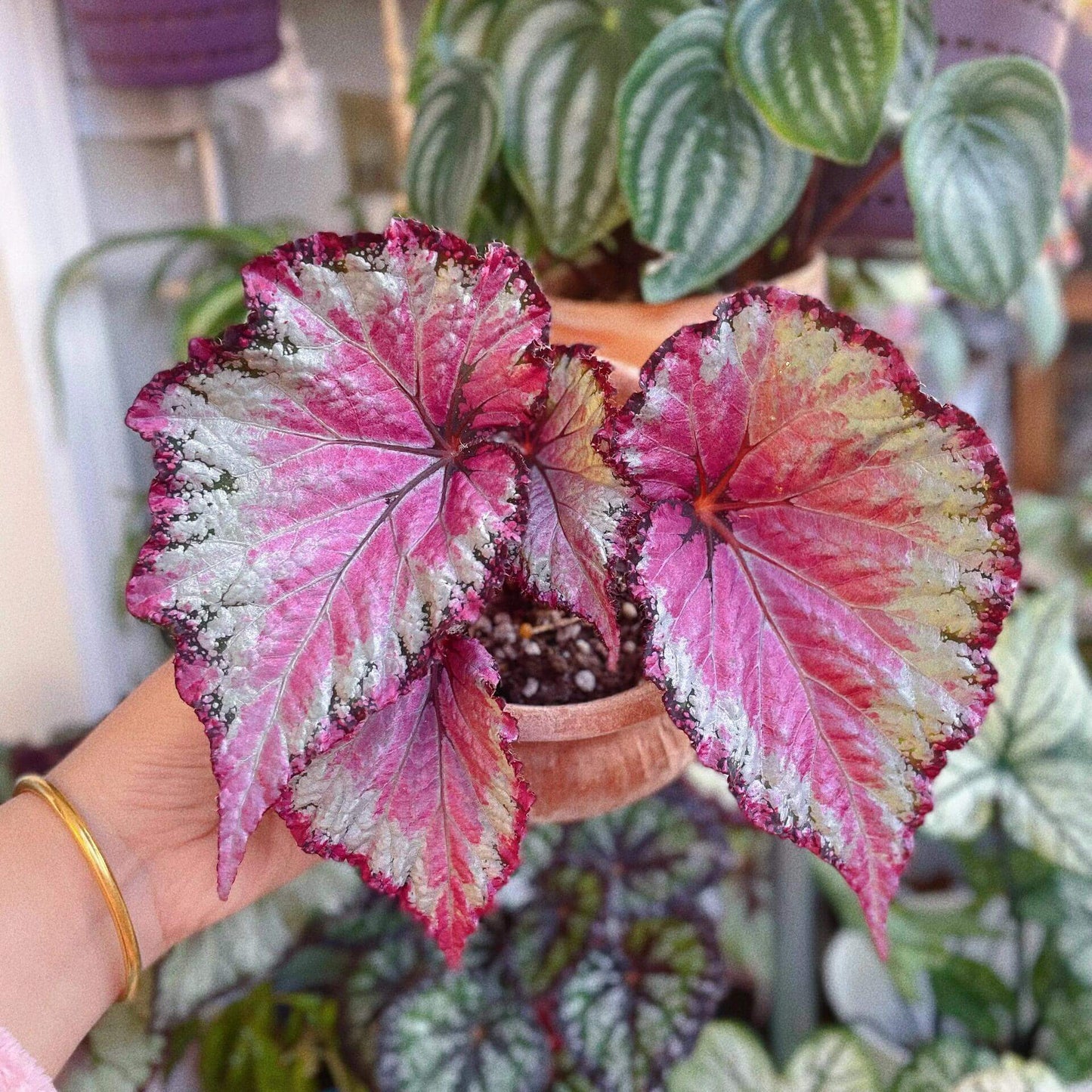 Begonia February – A stunning ornamental Begonia variety with silver-pink shimmering leaves, perfect for adding a touch of elegance to any home or garden.
