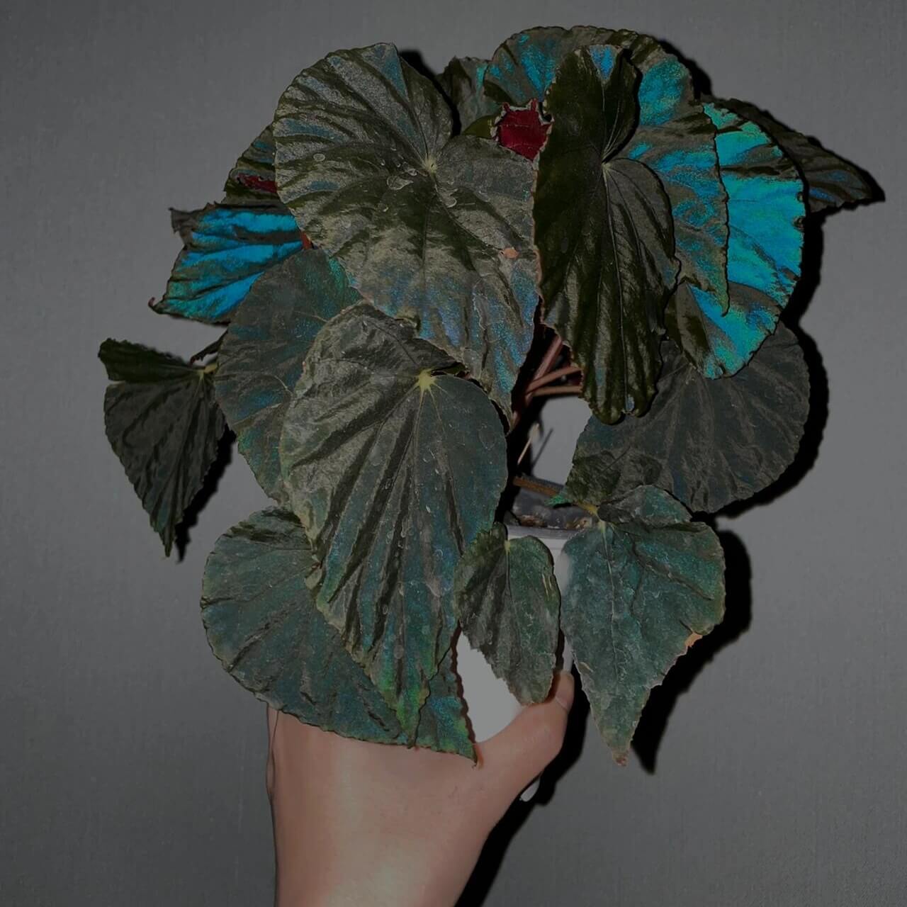 Begonia pavonina, often referred to as the Peacock Begonia, is a striking and visually captivating plant. Known for its unique, iridescent leaves that resemble the vibrant colors of a peacock's feathers, this begonia is a true showstopper in any indoor garden.