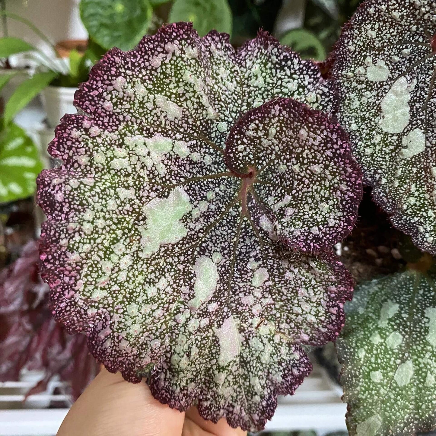 Begonia Super Universe is a breathtaking masterpiece, with foliage that mirrors the vastness of space. Under a flash, the leaves reflect shades of blue and cosmic tones, creating an otherworldly galaxy effect. Its natural variegation resembles a starry sky, making it a highly coveted addition to any plant collection.