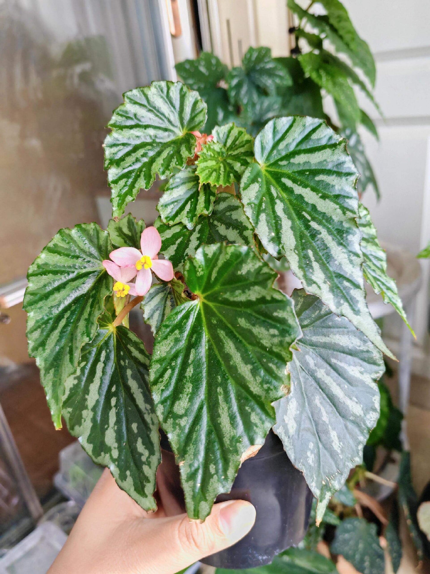 Begonia U682 was discovered in Irian Jaya, the Indonesian part of West New Guinea. It was initially considered an unidentified species and given the number U682, but is now believed to be a naturally occurring hybrid, as identified by botanist Wisnu Ardi.
