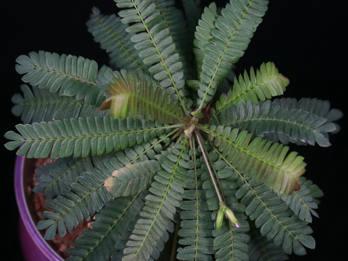 Biophytum dendroides, commonly known as the "Tree of Life" or "Dendroid Biophytum," is a captivating perennial herb native to tropical and subtropical regions of South America, including Mexico, Colombia, Ecuador, and Bolivia. Belonging to the Oxalidaceae family, it thrives in moist, shaded environments such as forest edges and riverbanks at elevations ranging from 90 to 900 meters.