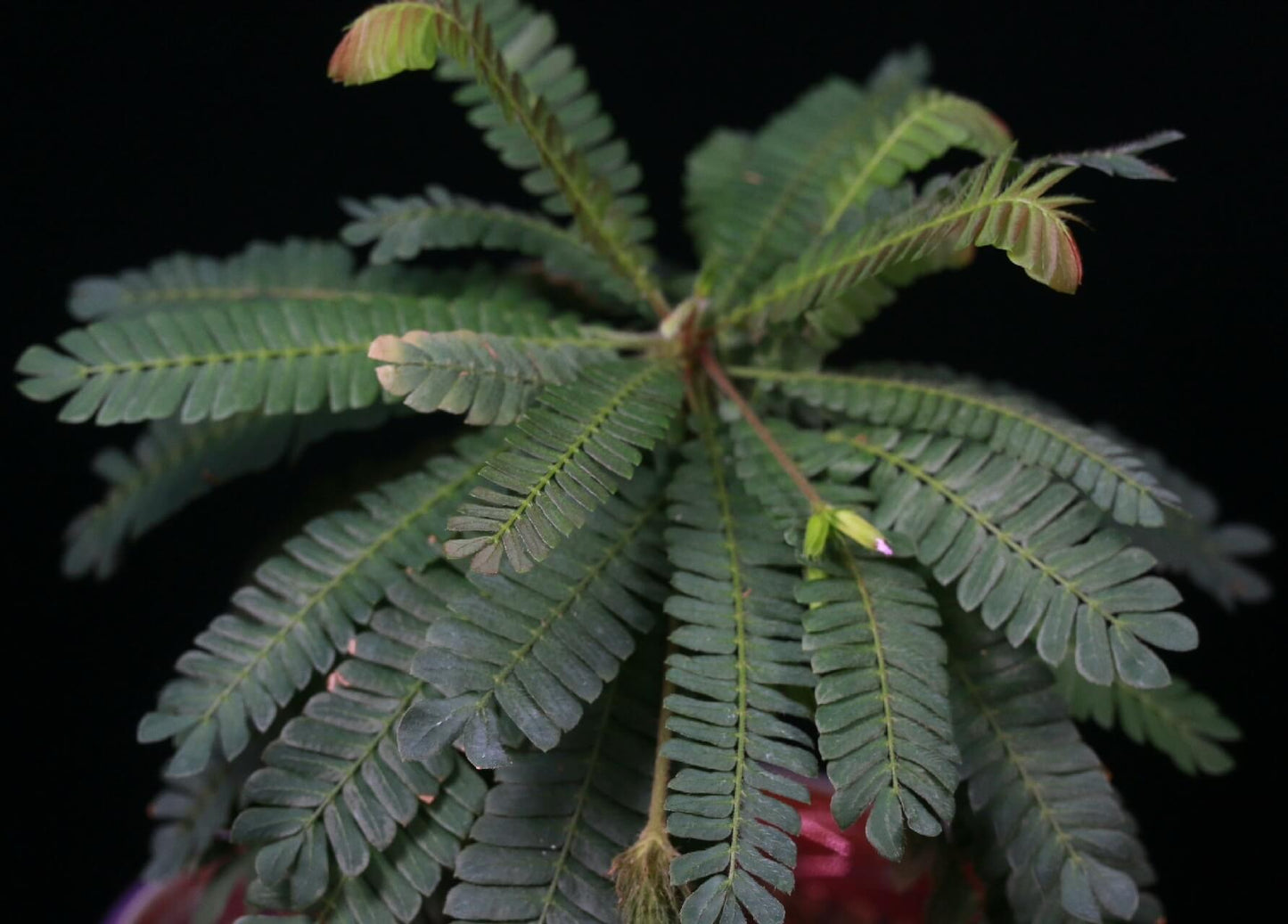 Biophytum dendroides, commonly known as the "Tree of Life" or "Dendroid Biophytum," is a captivating perennial herb native to tropical and subtropical regions of South America, including Mexico, Colombia, Ecuador, and Bolivia. Belonging to the Oxalidaceae family, it thrives in moist, shaded environments such as forest edges and riverbanks at elevations ranging from 90 to 900 meters.