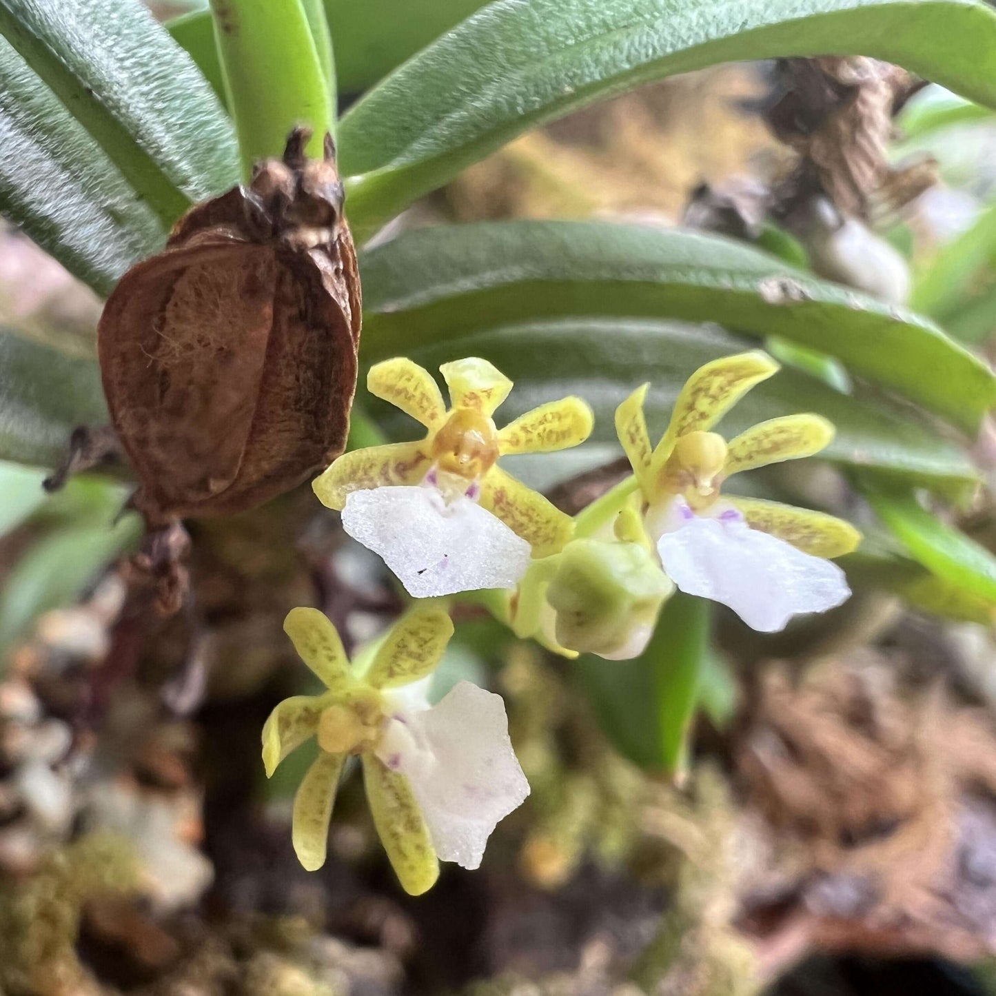 Trichoglottis triflora is a miniature epiphytic orchid native to the montane forests of southwestern Thailand and Vietnam. It thrives at elevations between 1,100 and 1,200 meters above sea level, growing on tree trunks in cool, humid conditions.