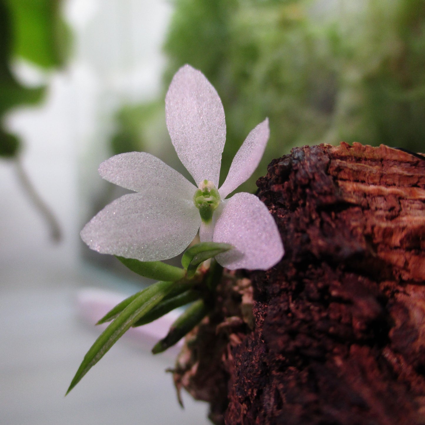 Trichoglottis biglandulosa, formerly known as Ceratochilus biglandulosus, is a true miniature orchid native to the montane forests of Java, Indonesia. This delicate epiphyte thrives at elevations between 1,000 and 2,000 meters, where it clings to moss-covered trees in cool to warm temperatures.