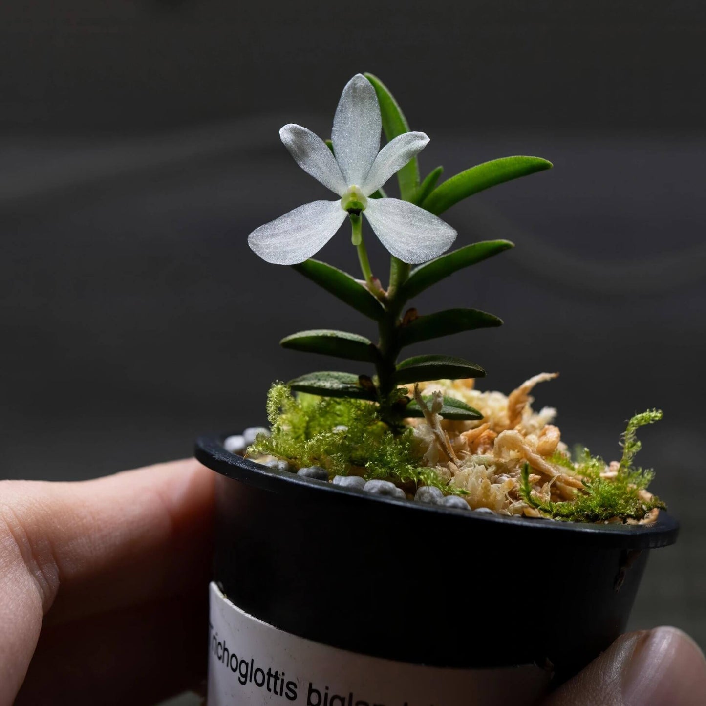 Trichoglottis biglandulosa, formerly known as Ceratochilus biglandulosus, is a true miniature orchid native to the montane forests of Java, Indonesia. This delicate epiphyte thrives at elevations between 1,000 and 2,000 meters, where it clings to moss-covered trees in cool to warm temperatures.