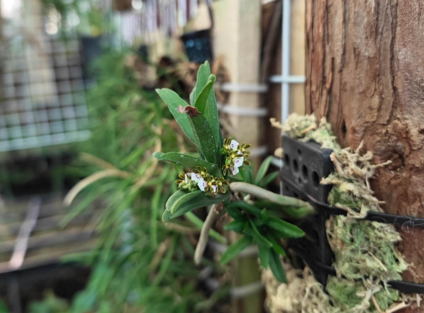 Trichoglottis triflora is a miniature epiphytic orchid native to the montane forests of southwestern Thailand and Vietnam. It thrives at elevations between 1,100 and 1,200 meters above sea level, growing on tree trunks in cool, humid conditions.