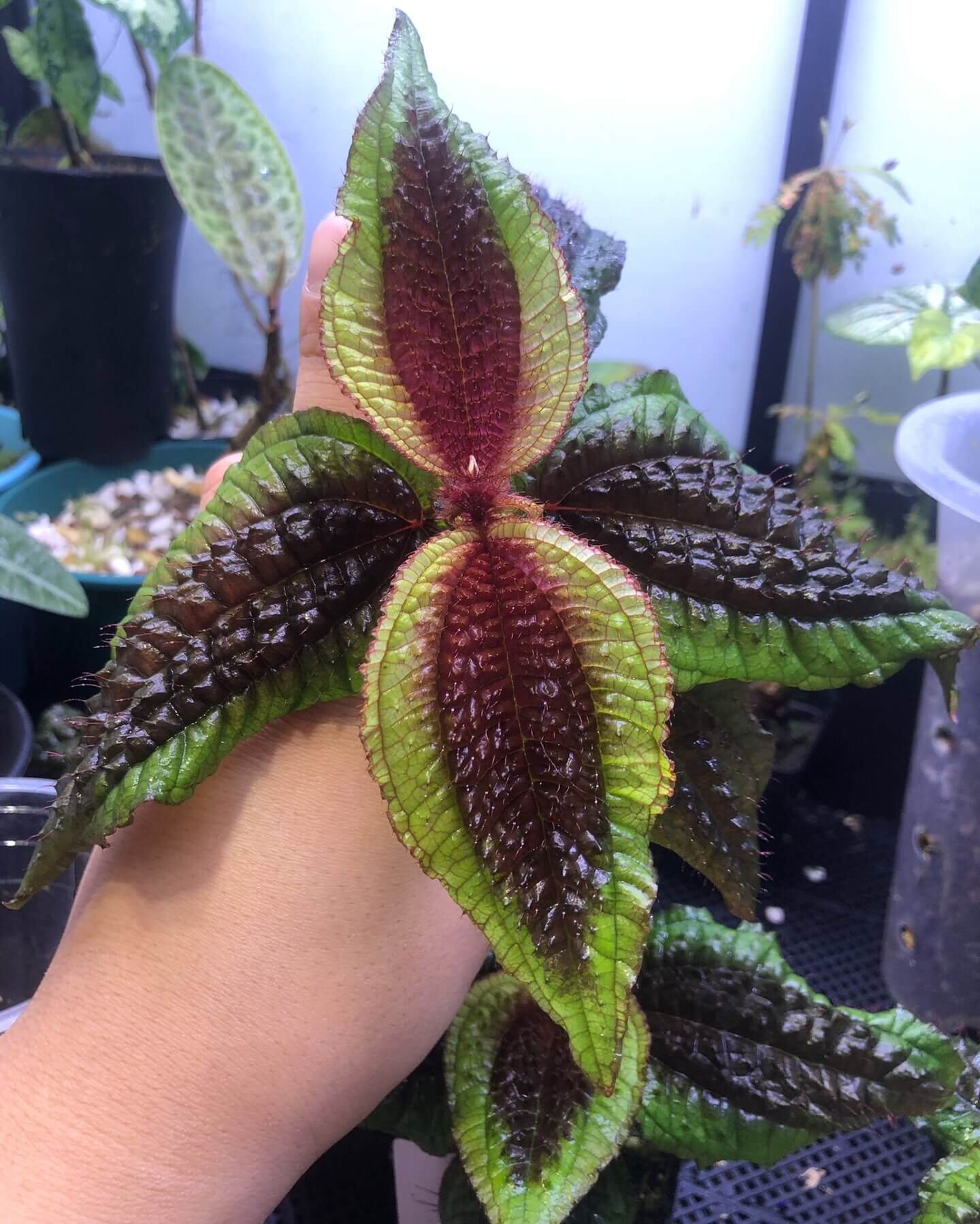 Native to the tropical regions of South America, Triolena pustulata is a stunning Melastomataceae species renowned for its unique, textured leaves and delicate blooms. This plant features a striking contrast with its brownish center and vibrant green edges, making it a captivating addition to any plant collection. Its bullate (puckered) leaves add an exotic touch, making it especially prized among terrarium enthusiasts and collectors of rare tropical plants.