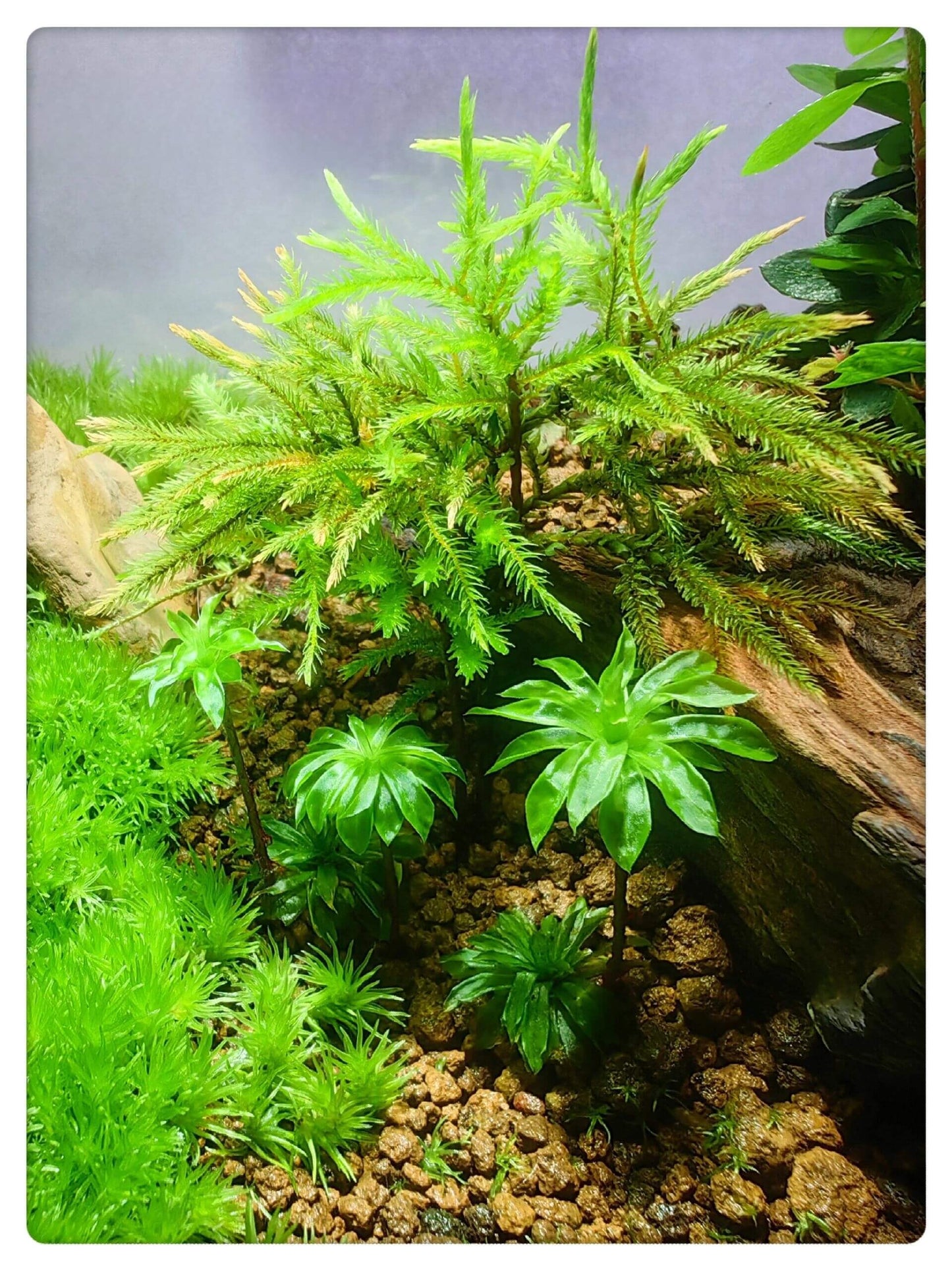 Rhodobryum giganteum, commonly known as Umbrella Moss or Giant Rose Moss, is a striking large moss that looks like a blooming green flower. Its unique structure—featuring underground, creeping stems that interconnect and an upright portion with spreading leaves—creates a visually captivating display.