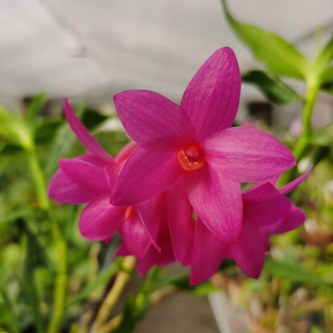 Dendrobium glomeratum is a striking epiphytic orchid native to the Moluccas and Sulawesi in Indonesia. This species is celebrated for its vibrant purple flowers with bright orange lips, which bloom in dense clusters along pendulous canes.