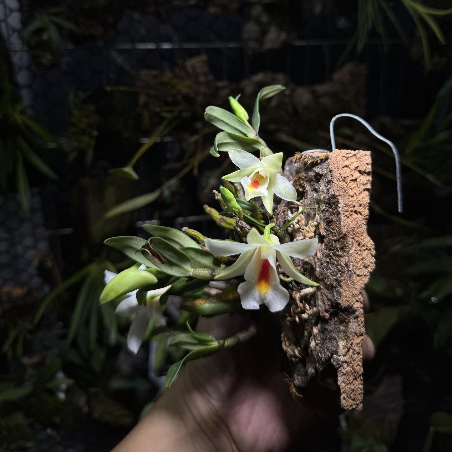 Dendrobium christyanum is a miniature epiphytic orchid native to the highland cloud forests of northern Vietnam, northern Thailand, and southwestern China. It thrives at elevations between 800 and 1,600 meters (2,600 to 5,200 feet), where it experiences cool, humid conditions, making it well-suited for cultivation in terrariums where temperature and humidity can be carefully managed.