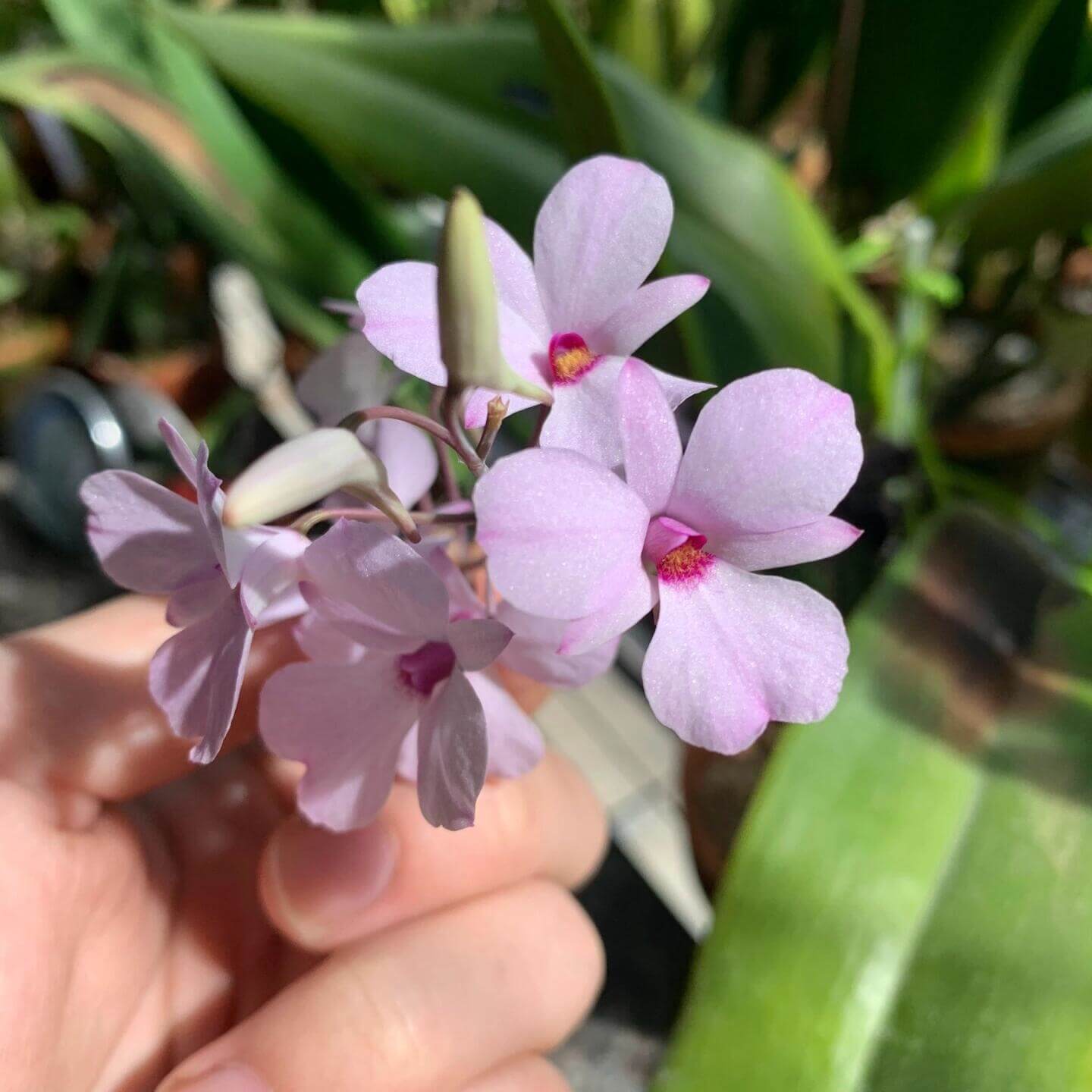 Dendrobium fytchianum is native to Myanmar (formerly Burma) and Malaysia, where it typically grows as an epiphyte on exposed tree branches overlooking rivers, at elevations of approximately 46–610 meters above sea level.