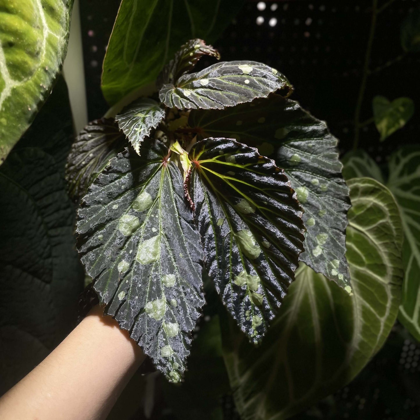 Begonia sp. Mantuk is a rare and captivating Begonia species native to the tropical forests of Sarawak, Borneo. Known for its iridescent foliage, this plant features large, glossy green leaves with white spots that shift in color under different environmental conditions. Depending on the light and humidity, the leaves can appear in shades of green, black, or blue, adding a dynamic visual element to your collection.