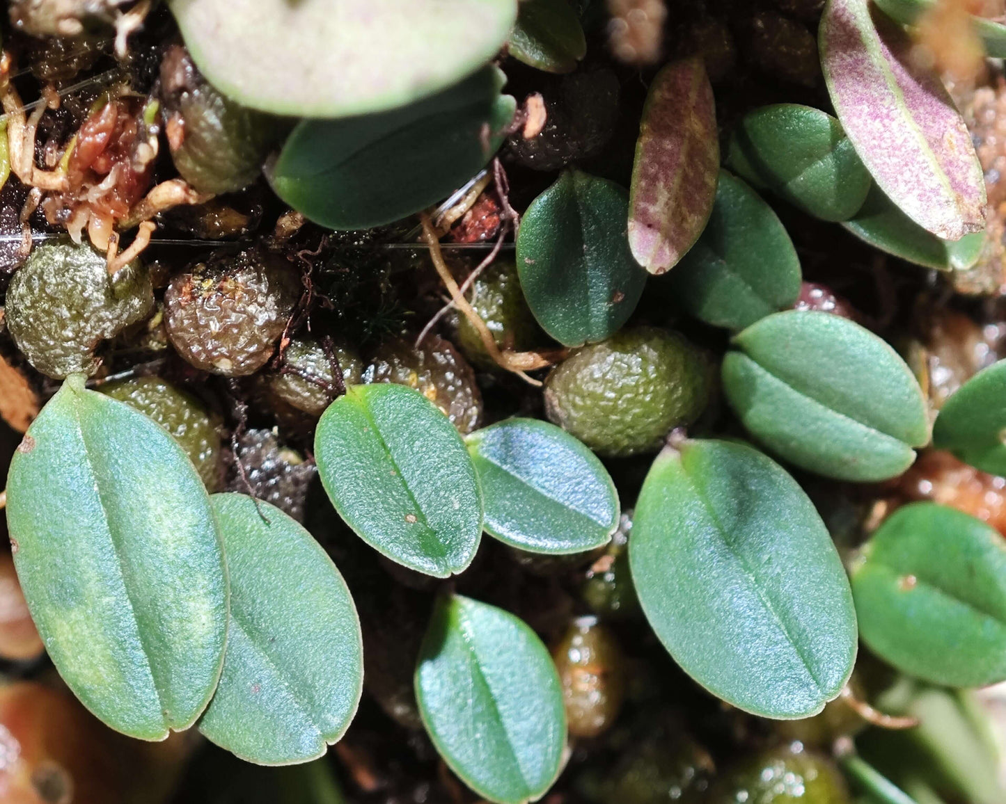 Bulbophyllum jingdongense is a species of orchid belonging to the Cirrhopetalum alliance within the Bulbophyllum genus. It was formally introduced in 2017 and is native to the subtropical regions of southern China and central Laos. This orchid is very small, making it perfect for terrariums where space and humidity can be carefully controlled.