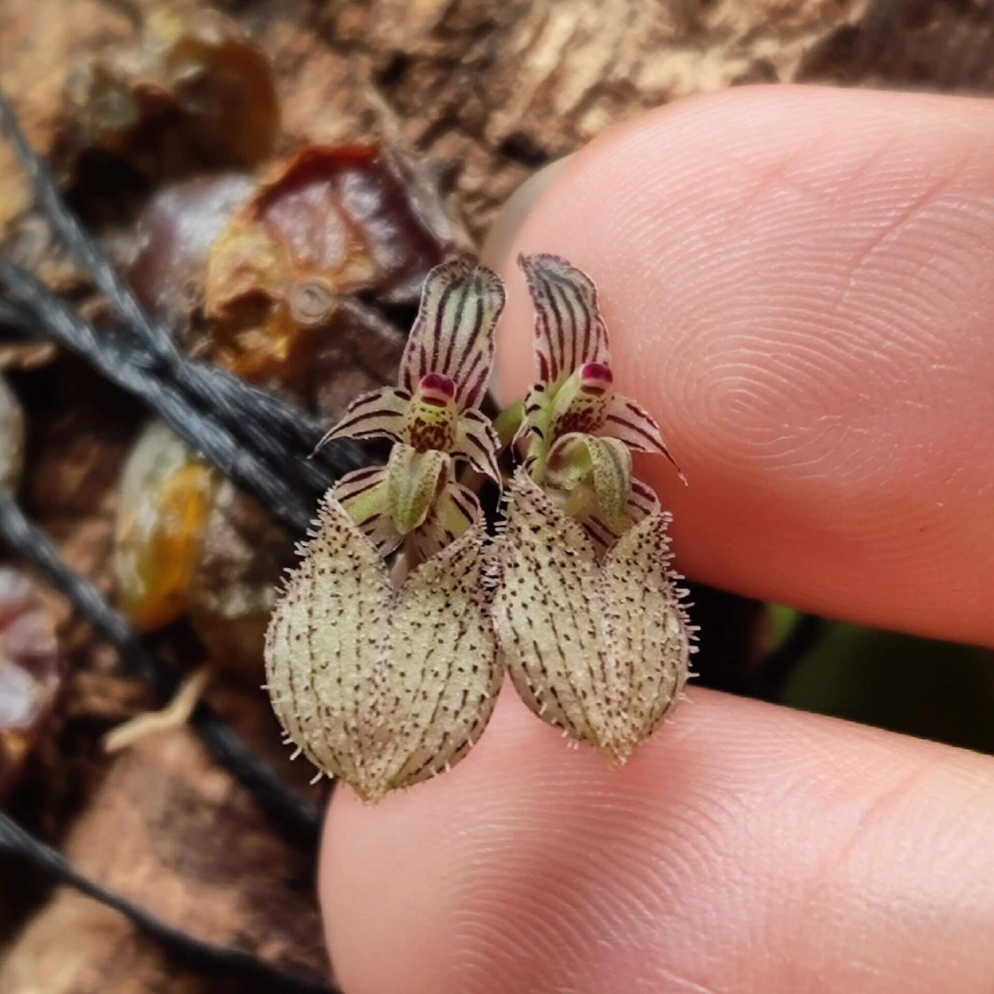 Bulbophyllum polliculosum is a rare and captivating miniature orchid species native to Southeast Asia, particularly found in regions like Myanmar, Thailand, Vietnam, and Laos. Known for its unique growth habit and delicate flowers, this orchid is a fascinating subject for orchid enthusiasts. Due to its specific environmental requirements, it thrives in warm, humid conditions, making it well-suited for terrariums, where humidity and temperature can be carefully controlled to replicate its natural habitat.