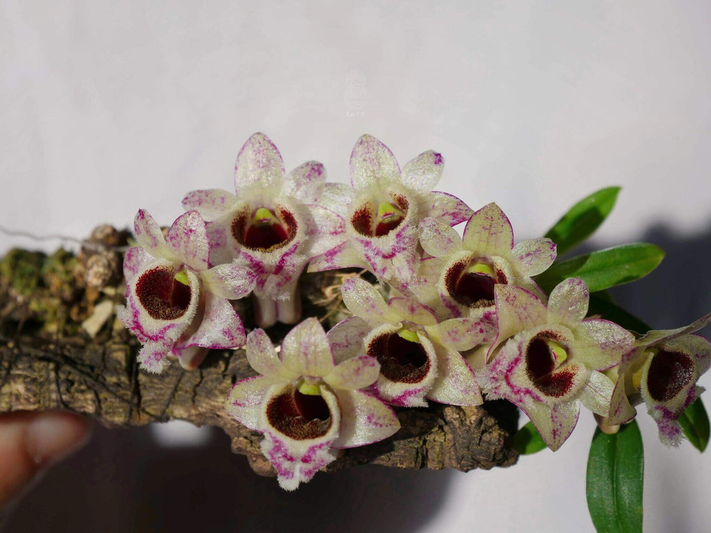 Dendrobium hekouense is a captivating miniature orchid species native to the subtropical highlands of Yunnan, China, and northern Vietnam. First described in 2011, it thrives in cool, humid environments at elevations of 1,000 to 2,000 meters above sea level, making it well-suited for terrariums.