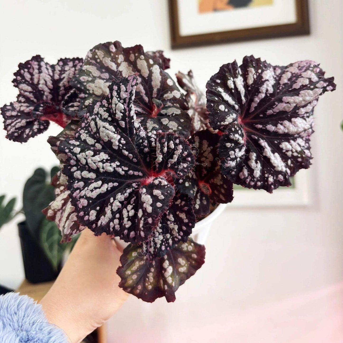 Begonia Be Happy is a stunning ornamental begonia, developed by the renowned Dimetris breeders. Known for its vibrant foliage and eye-catching patterns, this begonia brings a cheerful and lively touch to any indoor space.