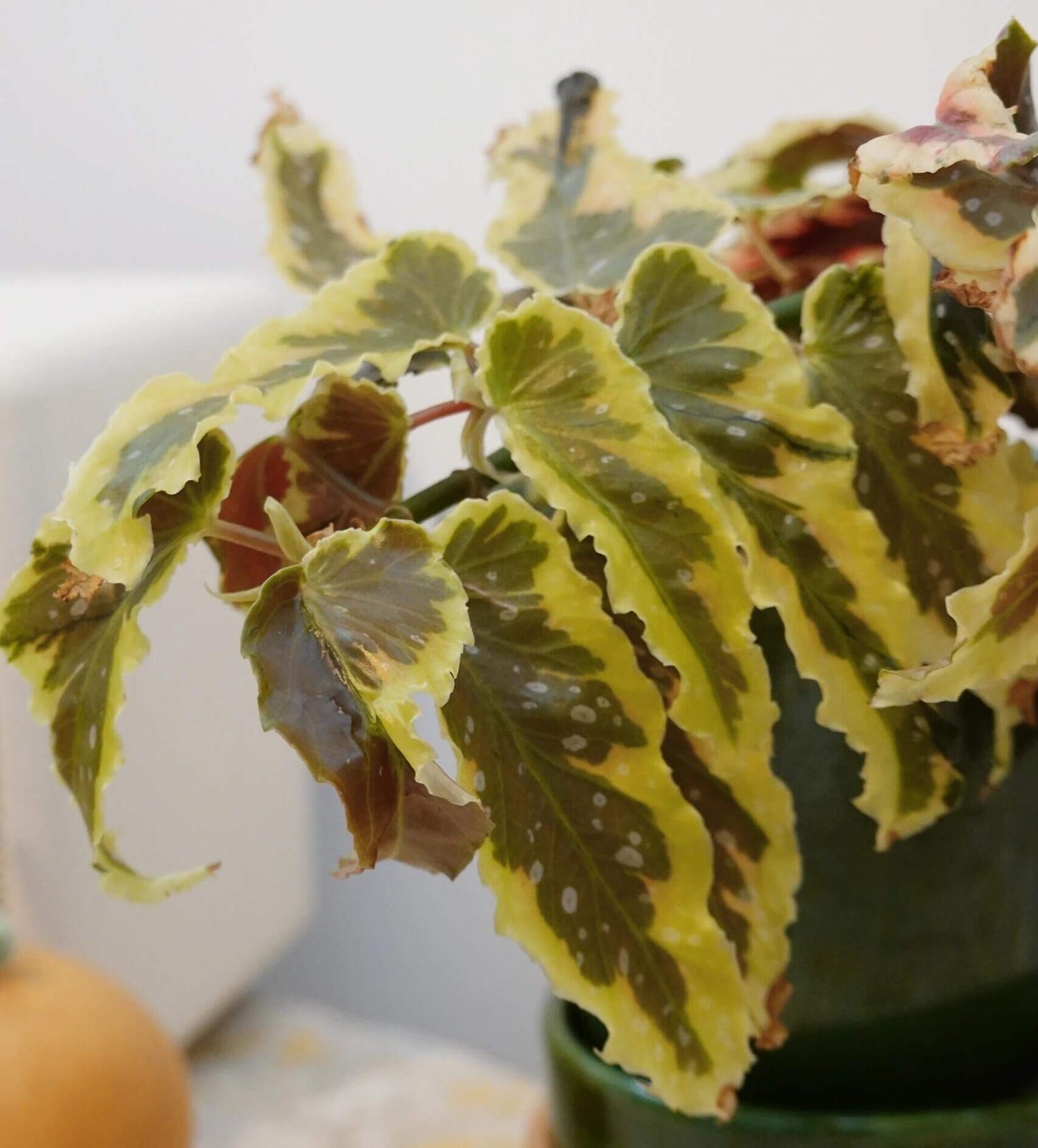 The Begonia Dainty Spray Sport is an outstanding variegated begonia with a beautiful Angel Wing foliage, making it the perfect addition to any hanging basket or decorative container. Its leaves feature a stable variegation with pink-to-copper-colored edges, which adds an elegant touch to its vibrant green and yellow foliage. Although slower growing than many in its class, this begonia matures into a full, dense specimen that thrives in hanging baskets.