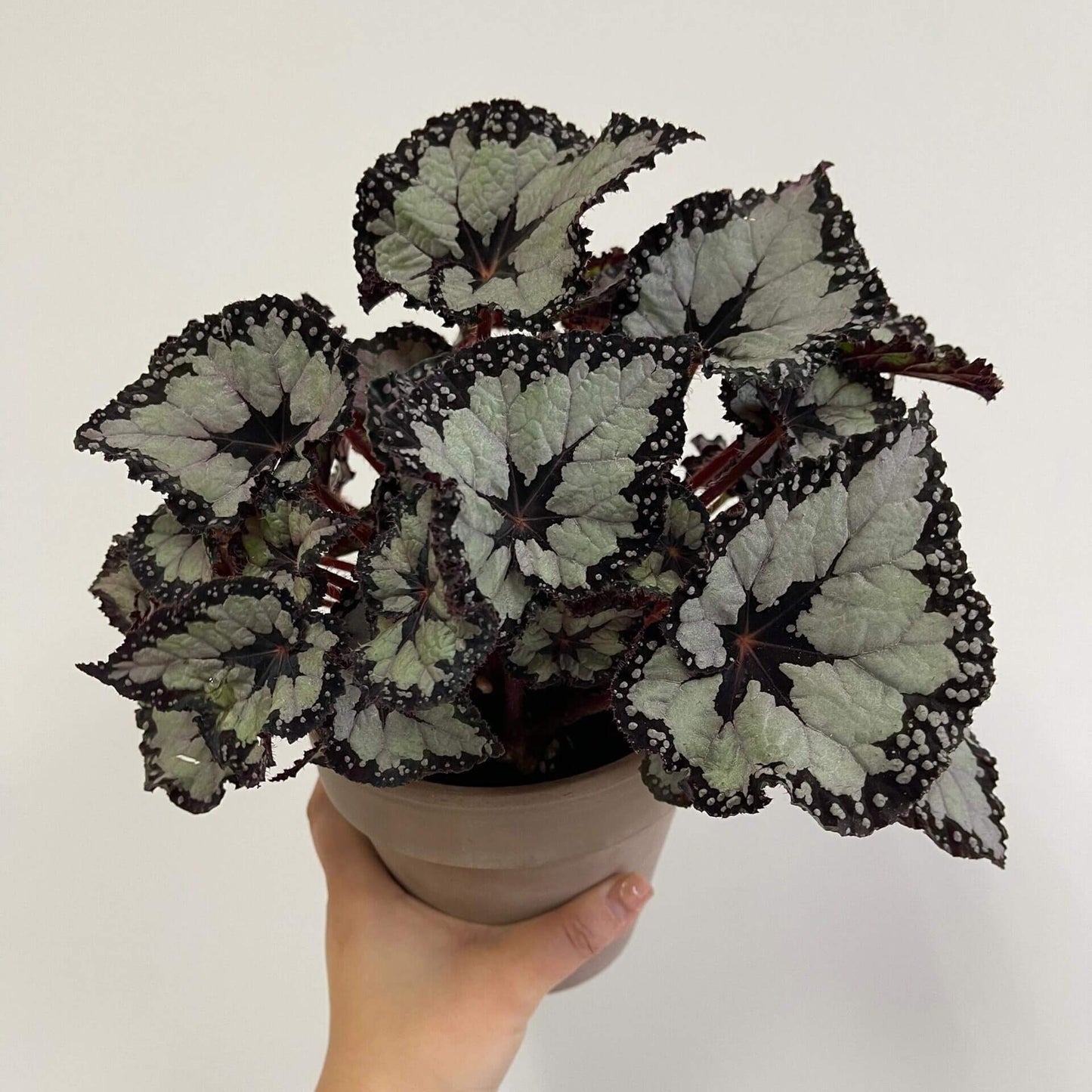 Begonia ‘Dolce Vita’ is a stunning hybrid begonia created by Ukrainian hybridizer Елена Еникеева. It has striking, heart-shaped leaves with a gradient of colors ranging from deep olive green or burgundy to silvery or metallic tones, which shift subtly with different angles of light.