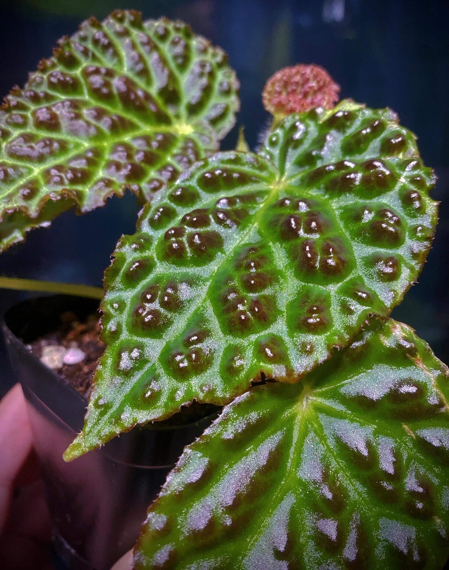 Begonia dracopelta is a unique and rare begonia species native to Indonesia, specifically Borneo. Known for its dramatic and textured foliage, this begonia is perfect for collectors looking for an exotic plant that stands out. With its dragon-like, bullate (puckered) leaves and striking color transitions, Begonia dracopelta will make a captivating addition to any plant collection.
