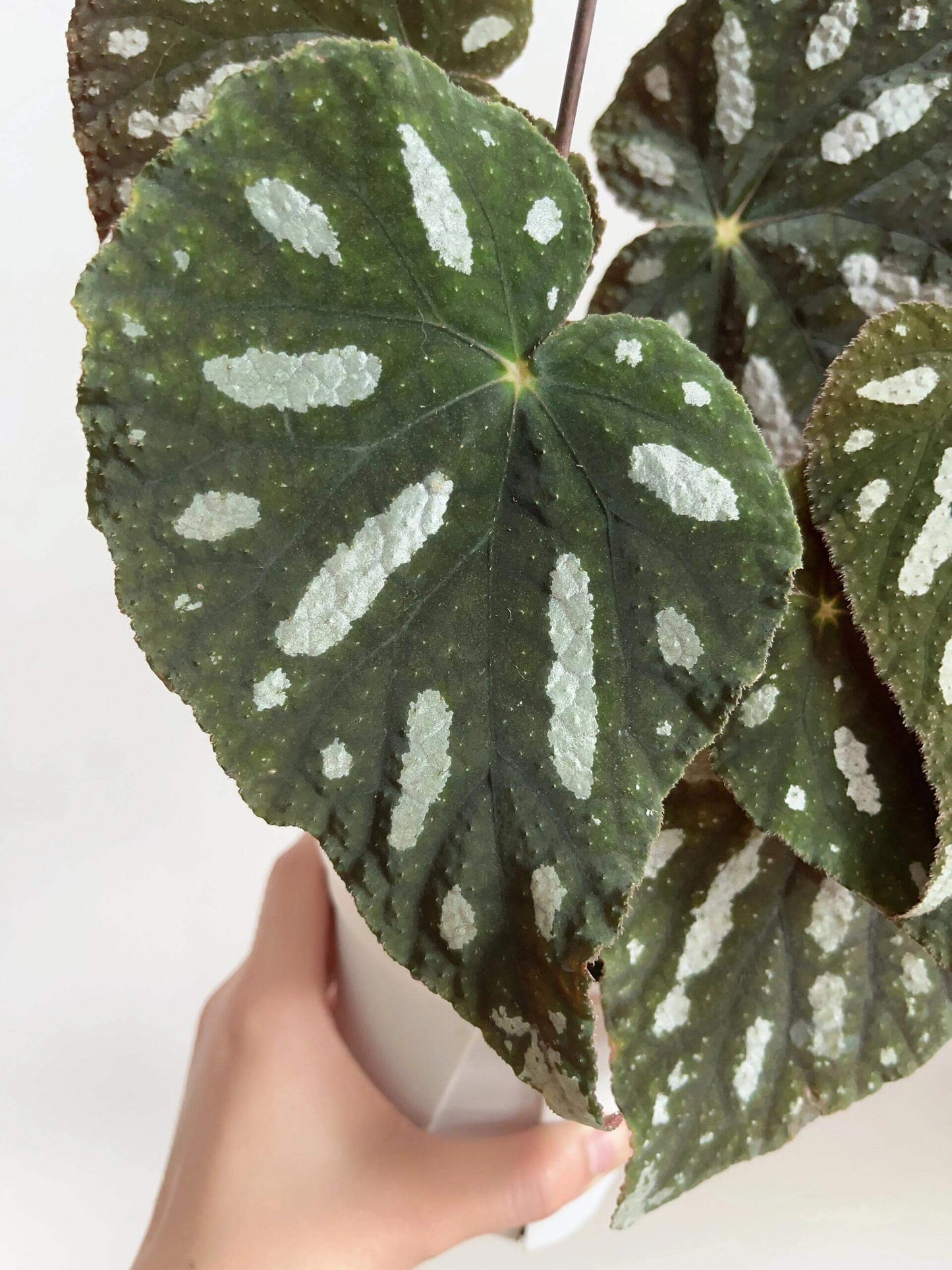 Begonia filiformis is a rare and fascinating Begonia species, native to the subtropical regions of Guangxi, China, and northern Vietnam. Known for its unique leaf patterns, featuring delicate white spots between the main veins, and its compact growth, this plant is perfect for collectors and those looking to add a distinctive touch to their indoor spaces.