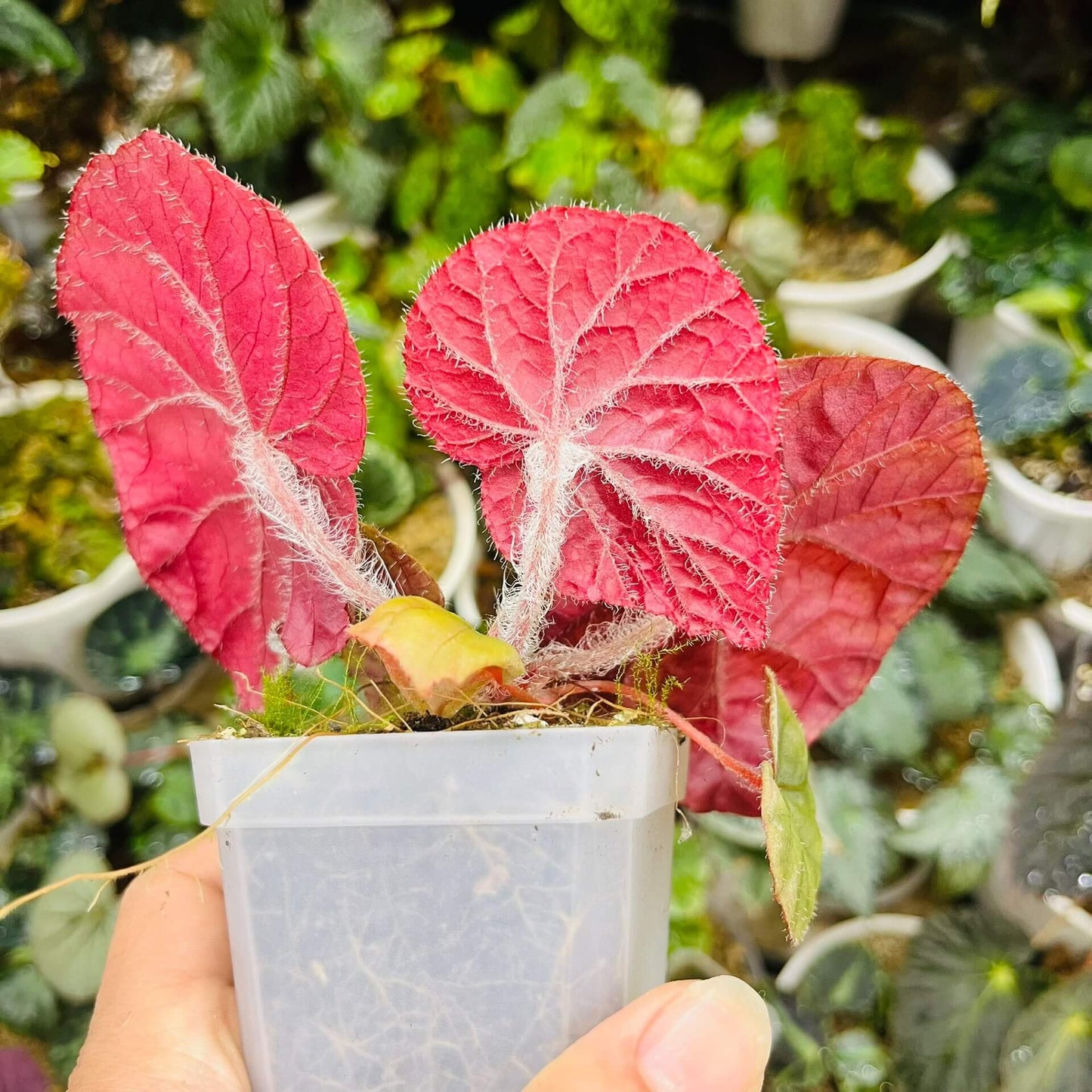 Begonia koksunii is a rare and captivating begonia species native to Malaysia, known for its unique and ornamental foliage. The leaves are a rich green, bordered by a crisp white edge, and both the leaf edges and undersides are covered with soft, fine hairs, adding a velvety texture to the plant. The stems also feature similar fuzzy hairs, enhancing the plant's overall appearance.
