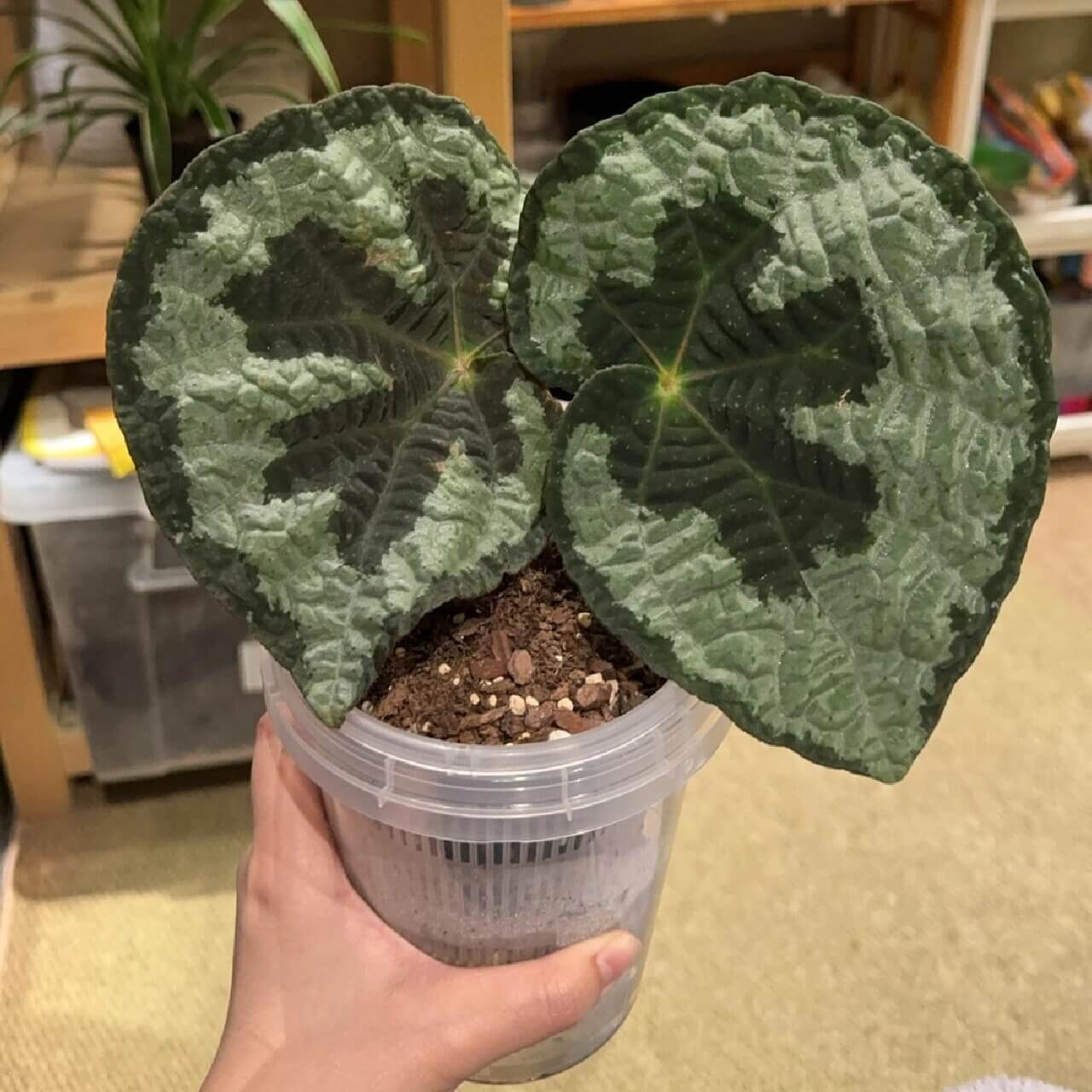 Begonia lanternaria is a stunning rhizomatous begonia native to the humid forests of Guangxi (China) and Vietnam. This begonia is prized for its large, asymmetrical leaves that are pale green with a nearly silver hue, accented by a bold dark vein running through them. The green, slightly hairy stems and small white to pale pink flowers further add to its charm. This plant thrives in its natural habitat on limestone rocks and requires specific care to replicate those conditions.