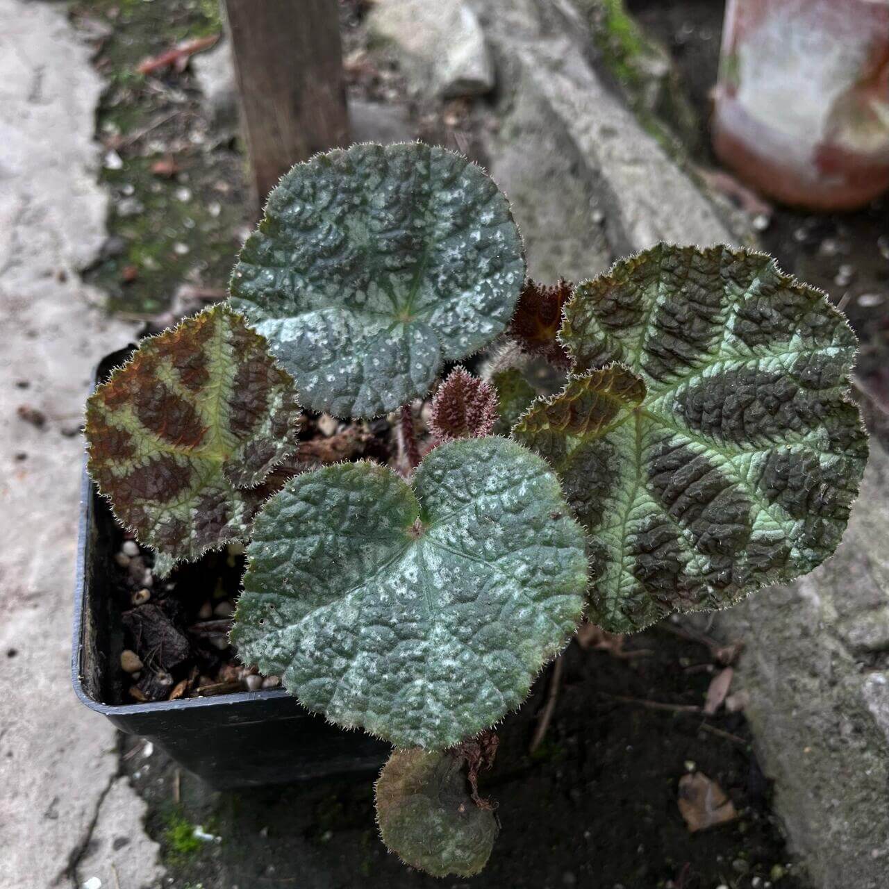 Begonia larvata, native to the mountainous regions of Guangxi, China, is a stunning begonia species known for its heart-shaped leaves and unique leaf patterns. The leaves feature green veins surrounded by silver-white outlines, creating a beautiful contrast. Additionally, the surface of the leaves is dotted with brown speckles, adding texture and visual interest, while the edges are softly covered in fine fuzz.