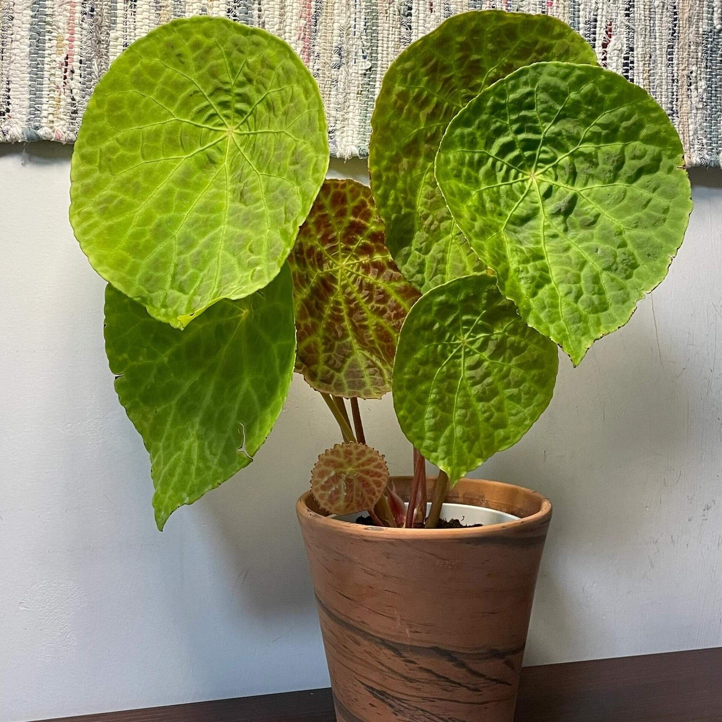 Begonia natunaensis is indeed a rare and captivating rhizomatous species, native to Mt. Ranai on the Natuna Islands (Indonesia), described in 2014. It’s prized among collectors for its textured leaves and compact form.