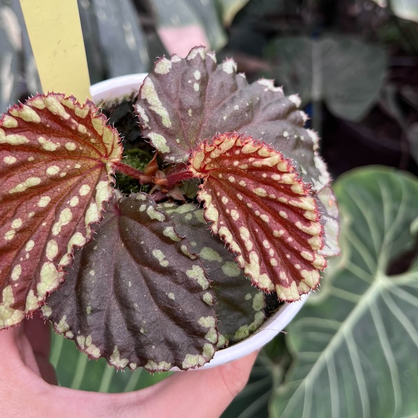 Begonia promethea, also known as Begonia beccarii, is a rare and stunning species native to the Bau District in Sarawak, Malaysia, and the Bengkayang Regency in West Kalimantan, Indonesia. Known for its unique foliage and growth habit, this begonia is a true gem for plant enthusiasts.