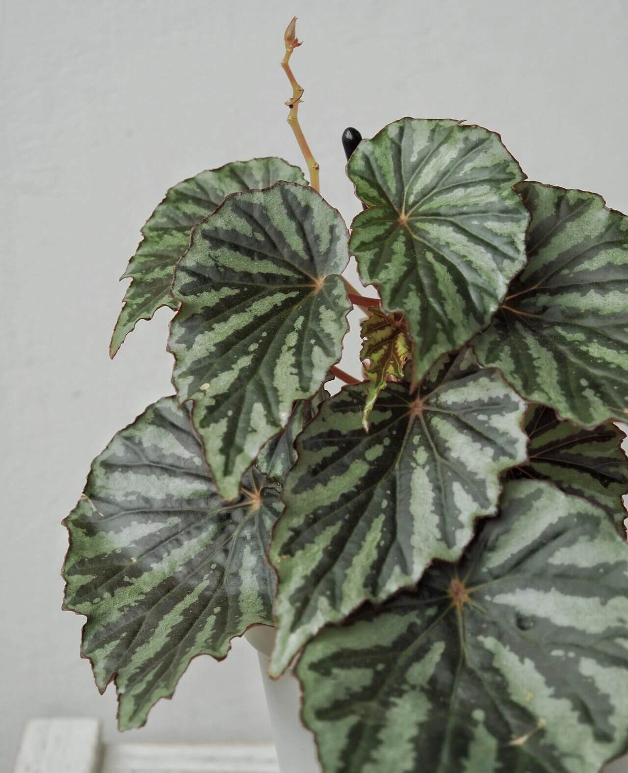 Begonia U682 was discovered in Irian Jaya, the Indonesian part of West New Guinea. It was initially considered an unidentified species and given the number U682, but is now believed to be a naturally occurring hybrid, as identified by botanist Wisnu Ardi.