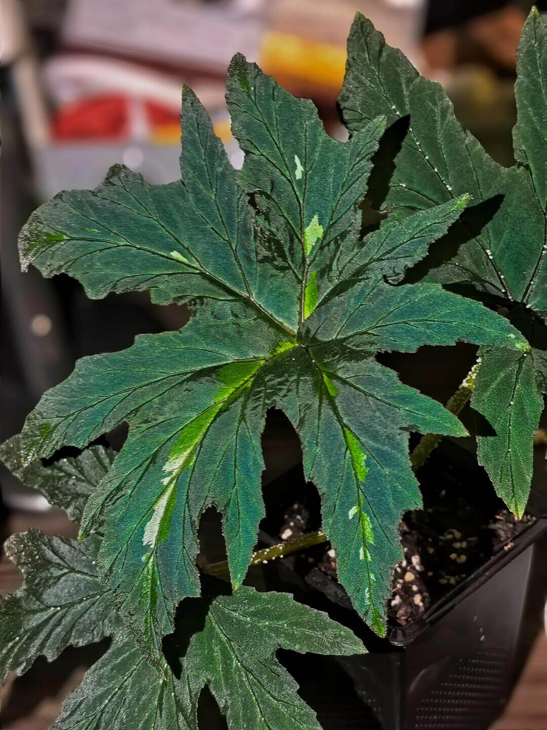 Begonia leathermaniae is a striking and rare species known for its large, palmate leaves that feature a unique central stripe. As a young plant, the central stripe is highly visible, creating a bold contrast with the dark green background. However, as the plant matures, the stripe fades slightly, giving way to a more uniform leaf color while still retaining its captivating appearance.