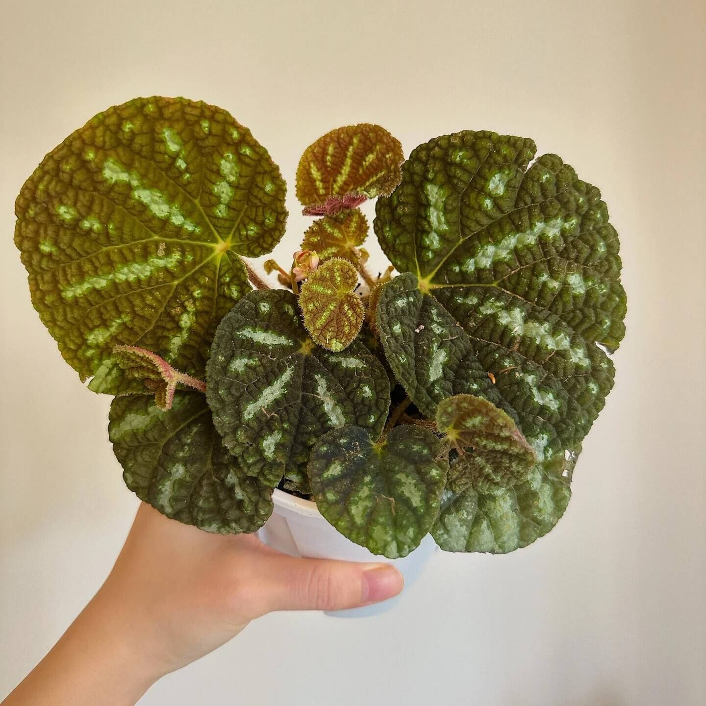 Begonia lui is a captivating begonia species, first described in 2020. Native to the mountainous forests of Jingxi County, Guangxi Zhuang Autonomous Region in China, this begonia is admired for its unique and stunning foliage. With deep green leaves adorned with striking white patches, it creates a visually appealing contrast that stands out. The plant also has striking red undersides, enhancing its overall beauty and making it an exceptional addition to any plant collection.